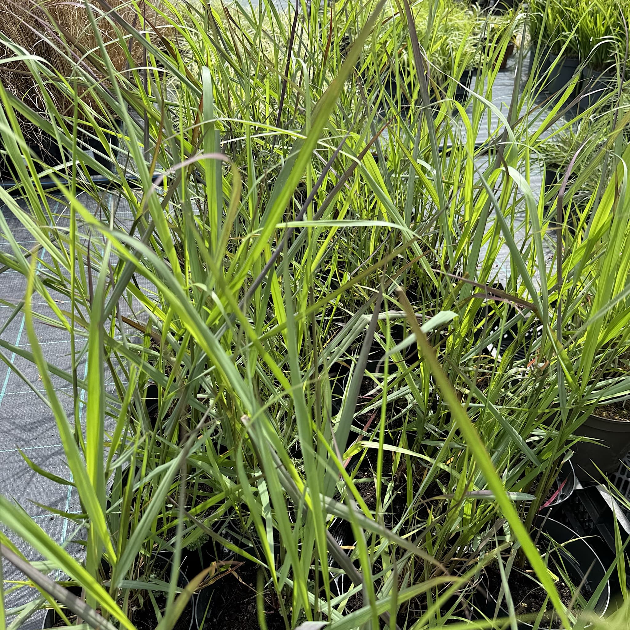 Panicum virg. 'Squaw'