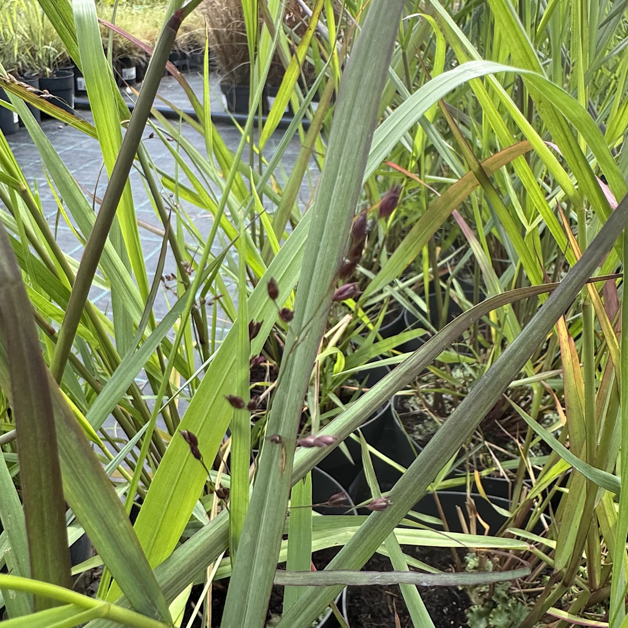Panicum virg. 'Squaw'