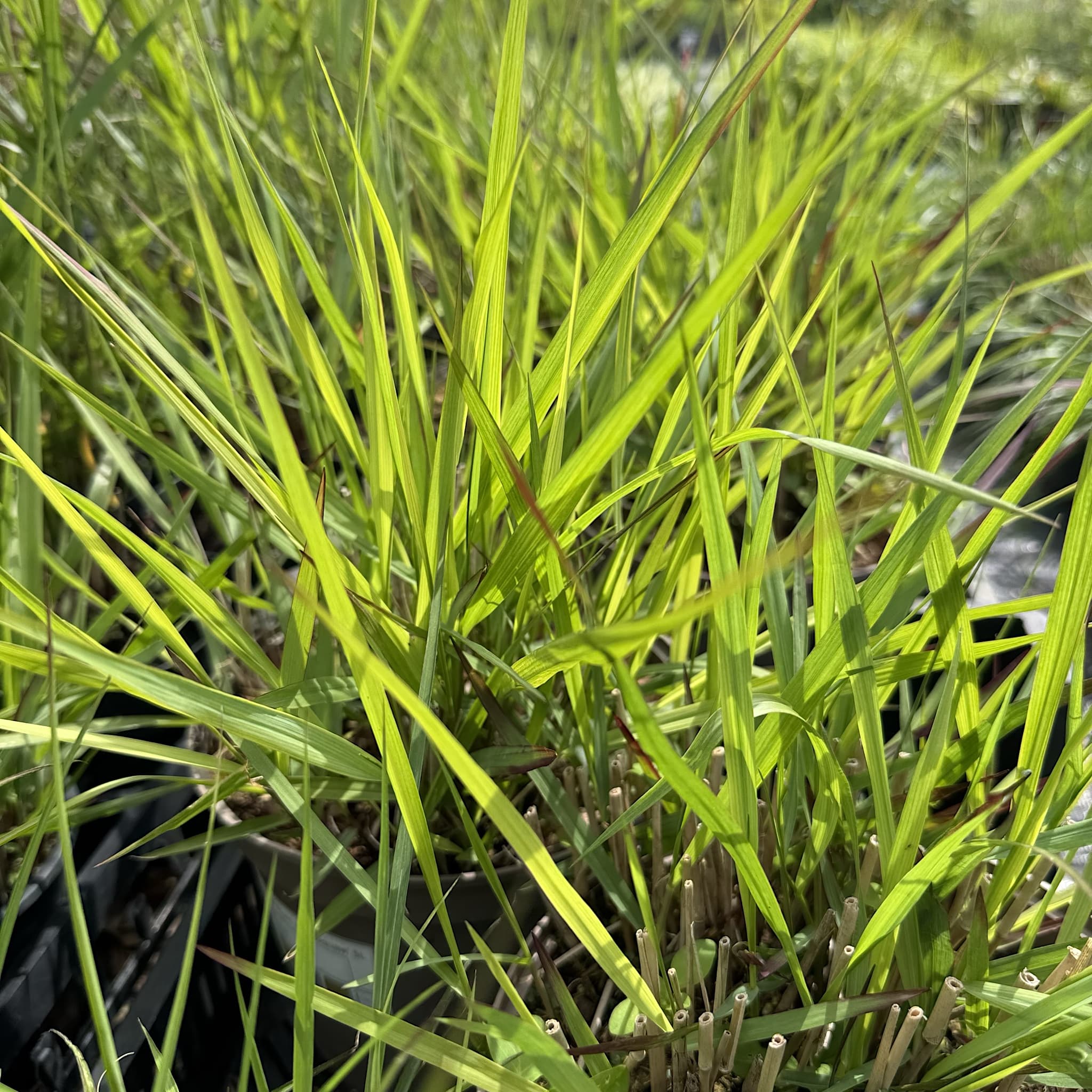 Panicum virg. 'Squaw'