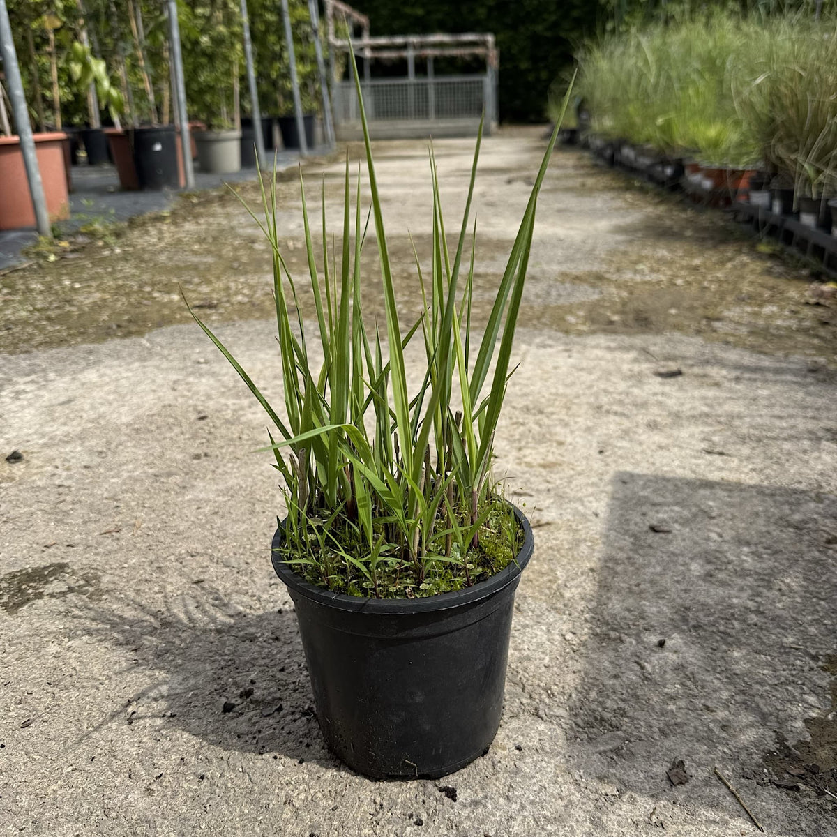 Panicum virgatum