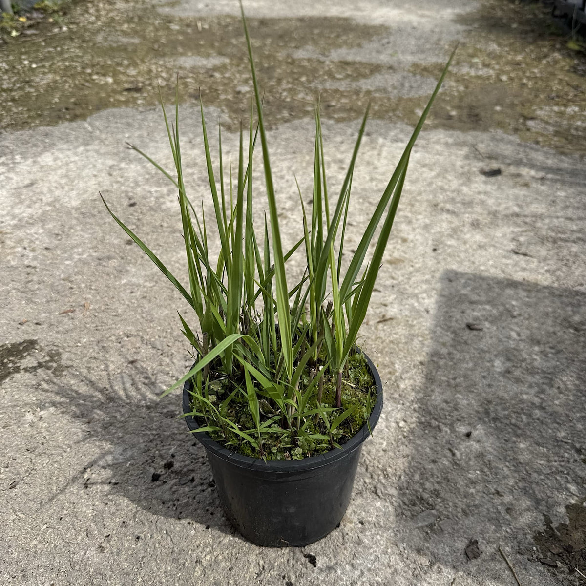Panicum virgatum