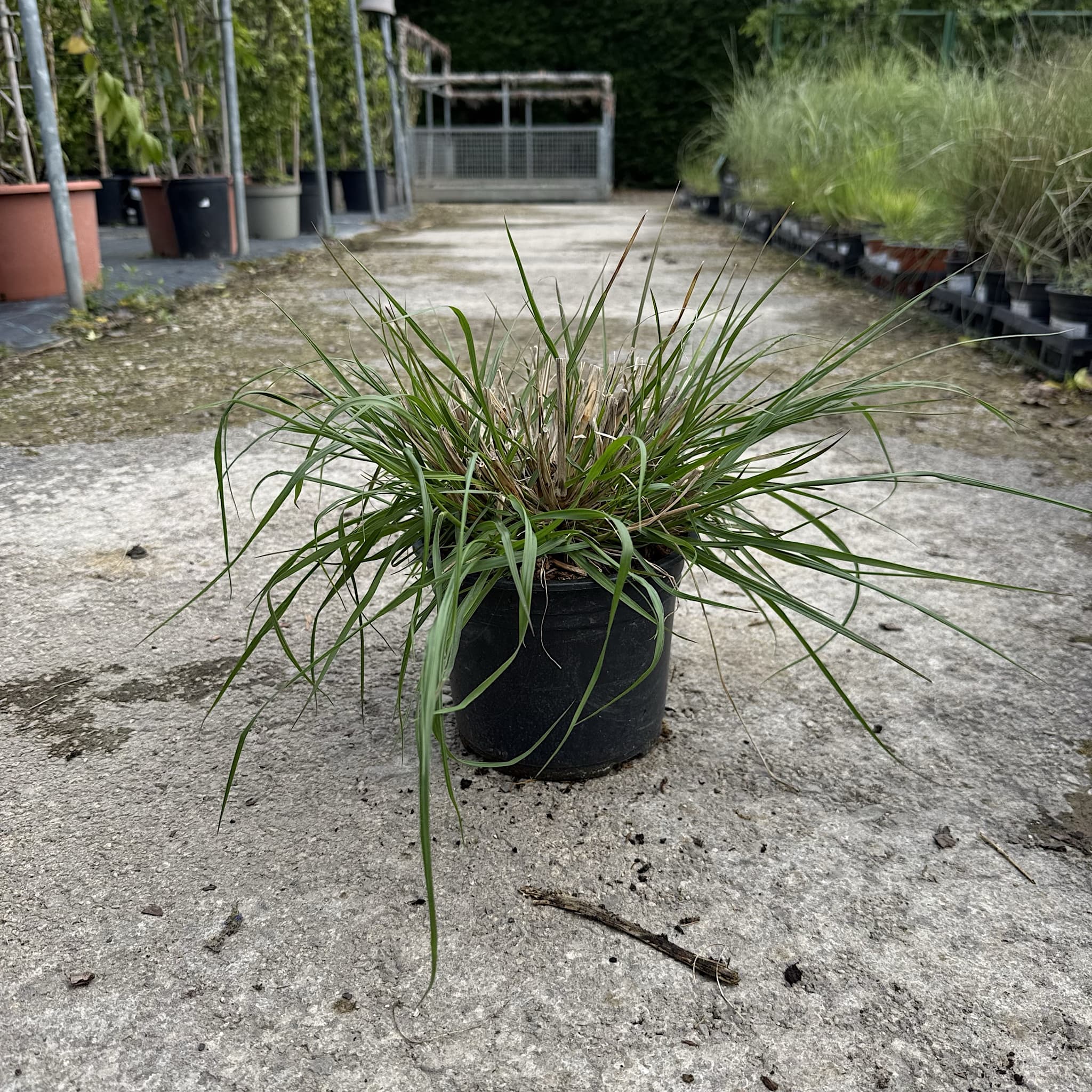 Pennisetum alopecuroides