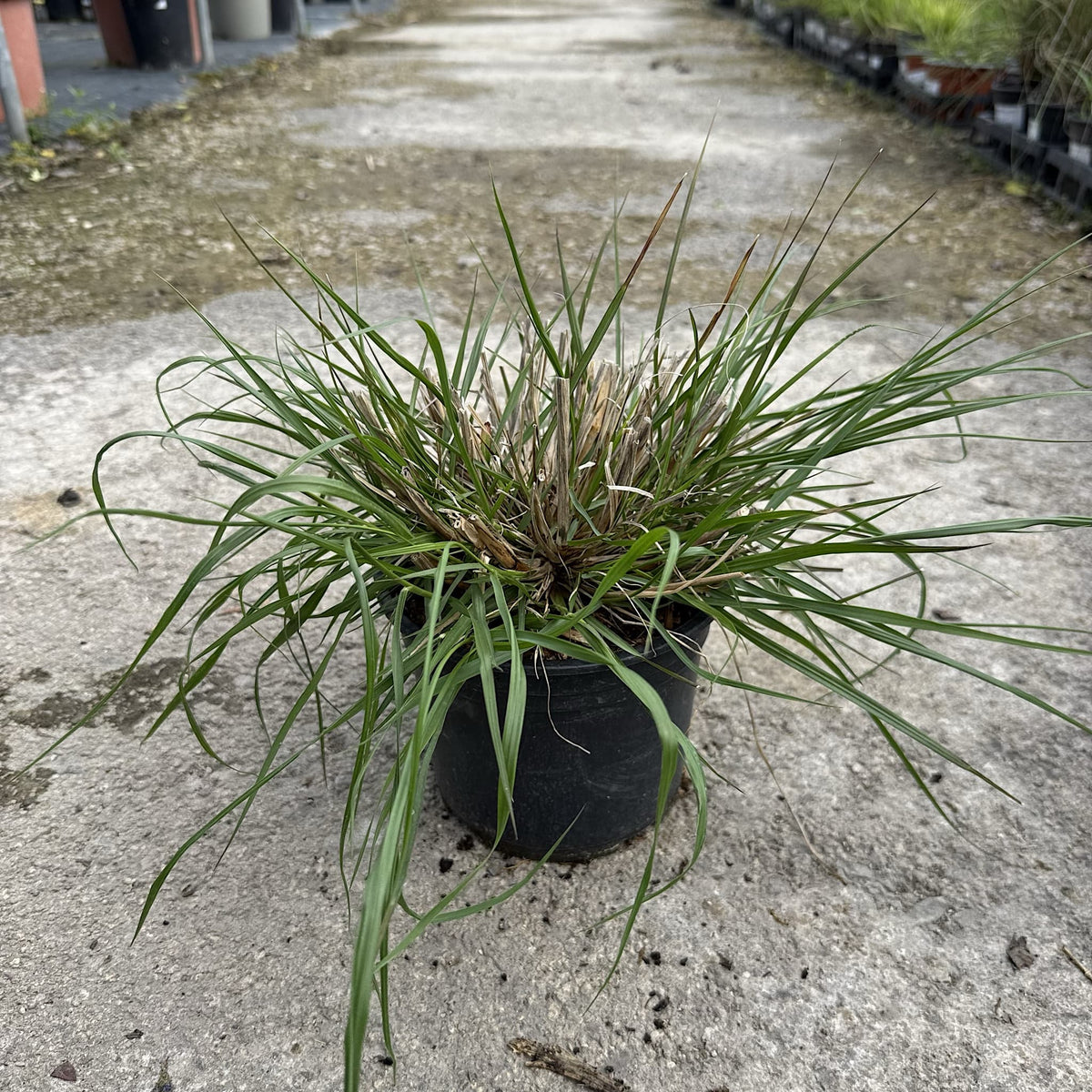 Pennisetum alopecuroides