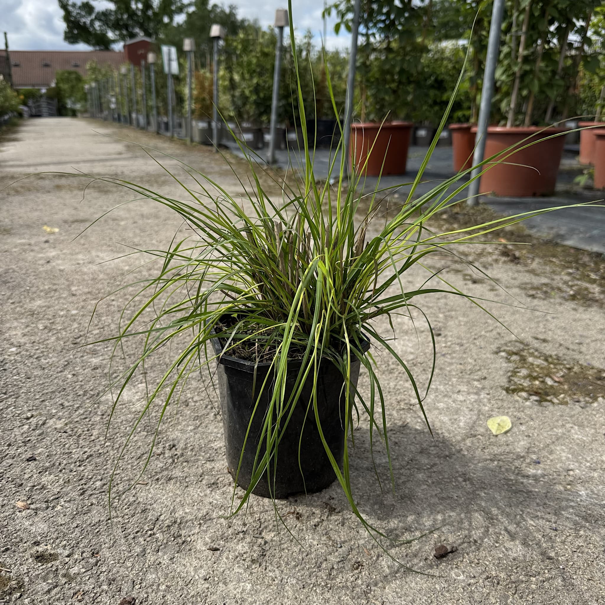 Pennisetum alop. 'Hameln'
