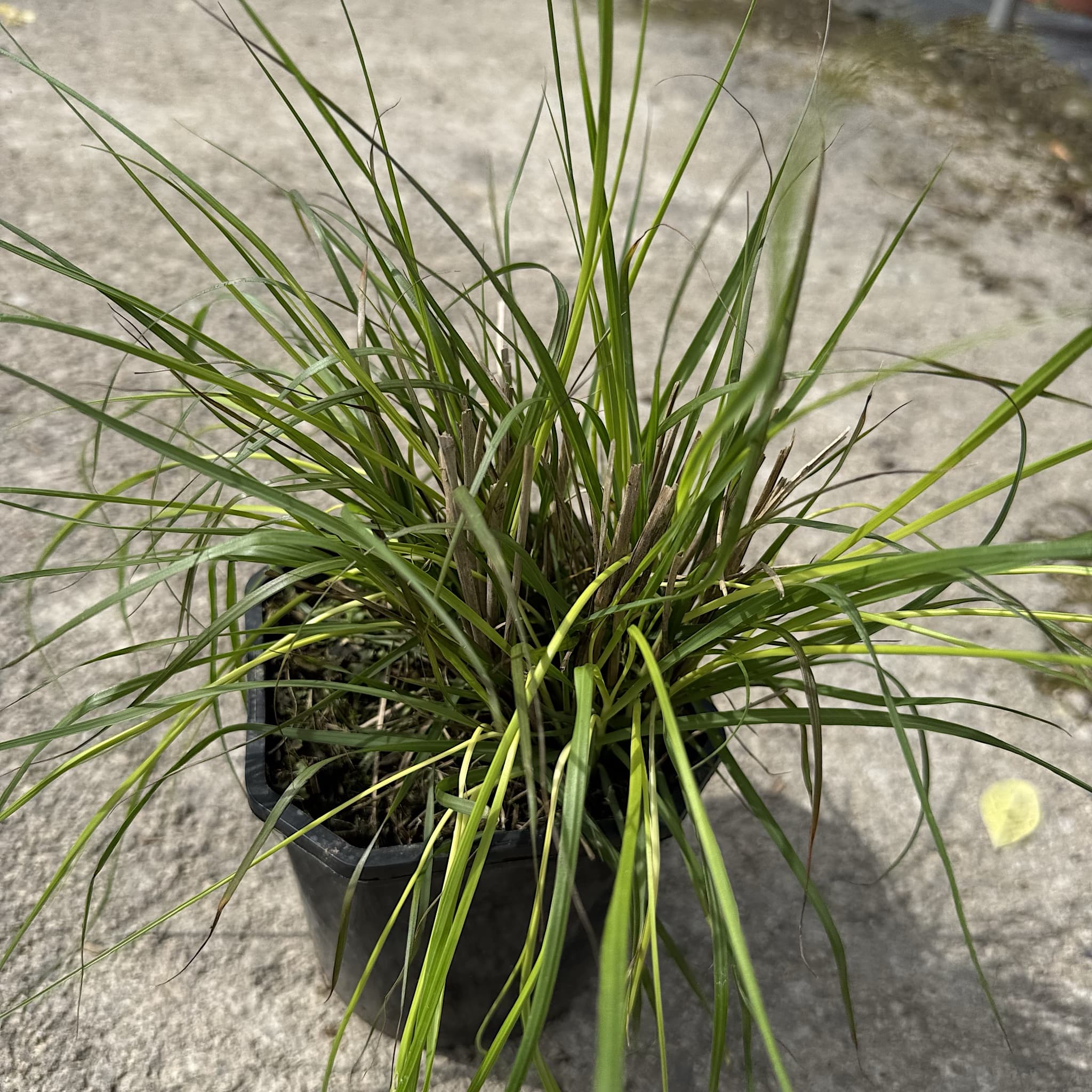 Pennisetum alop. 'Hameln'