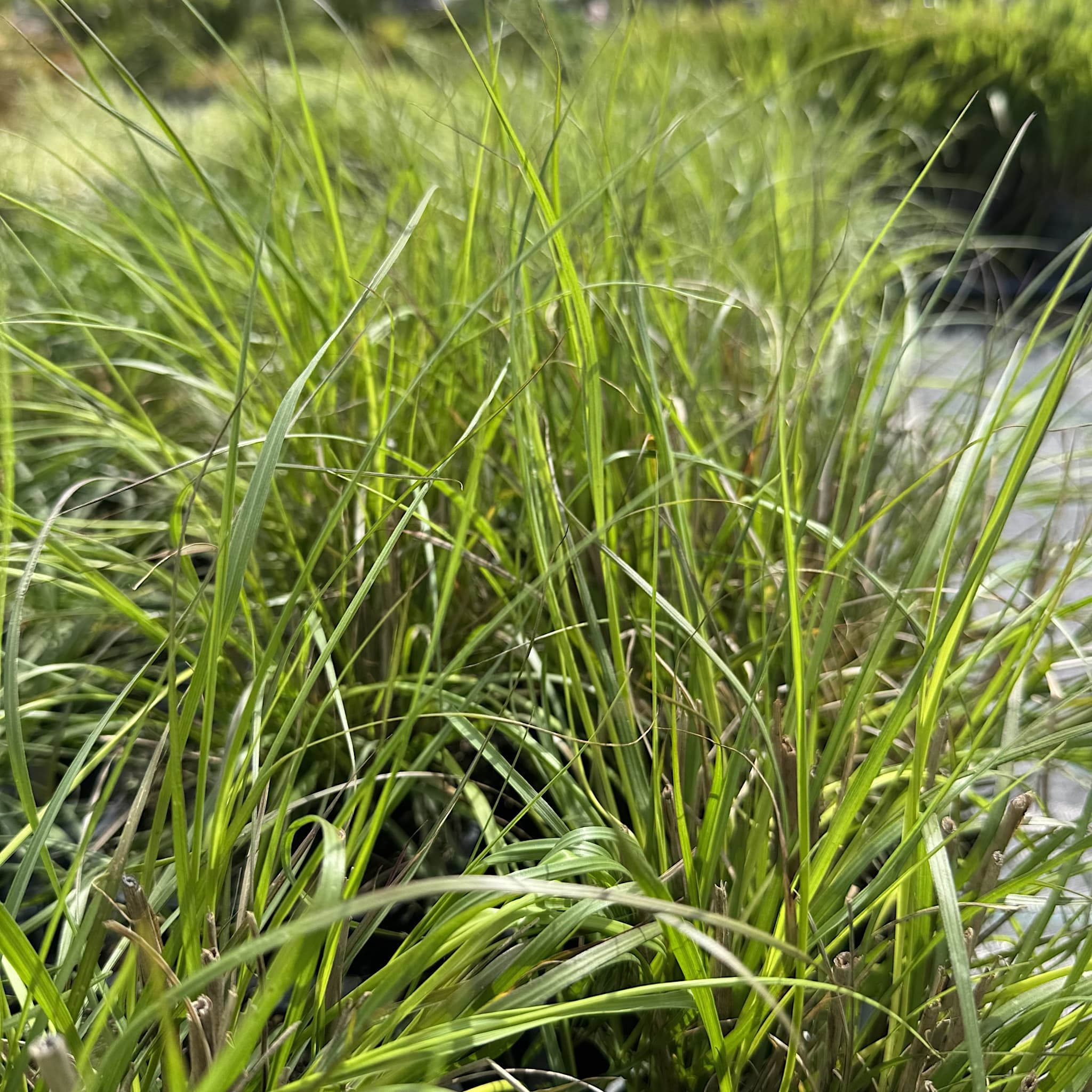Pennisetum alop. 'Hameln'