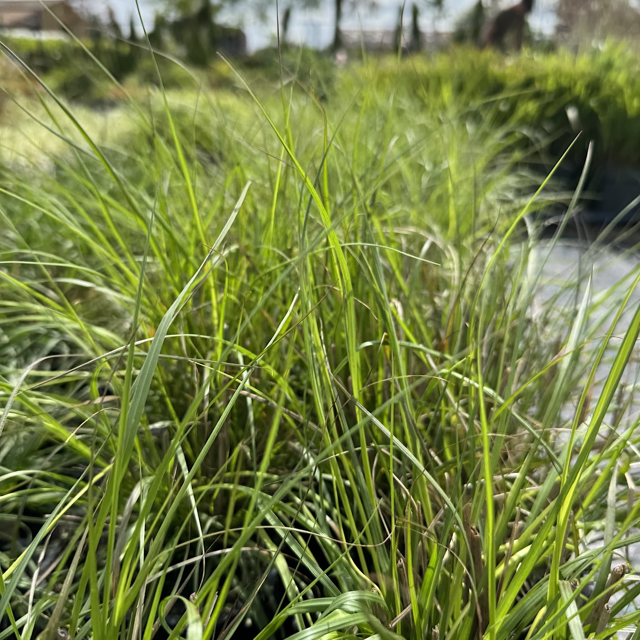Pennisetum alop. 'Hameln'