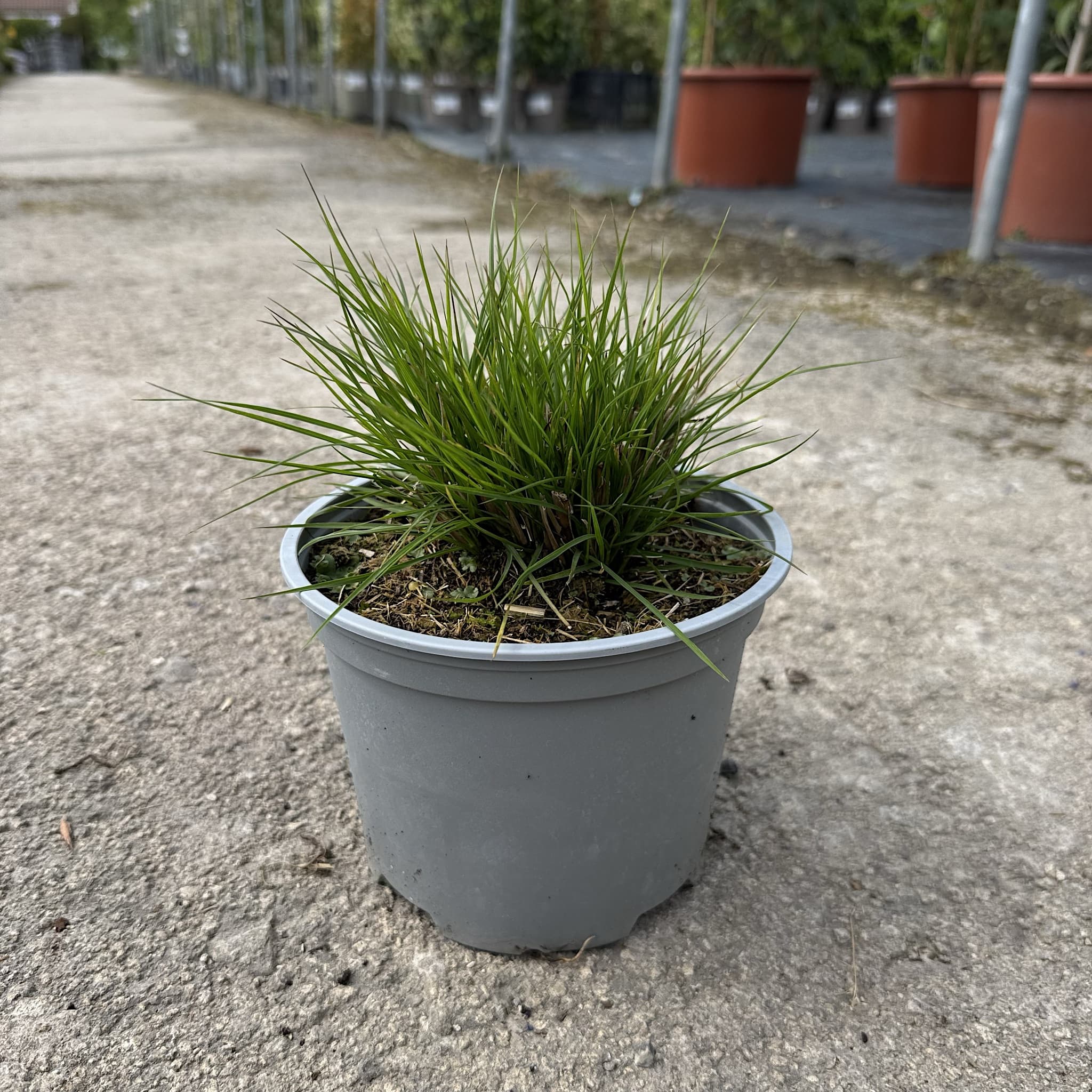 Pennisetum alop. 'Little Bunny'