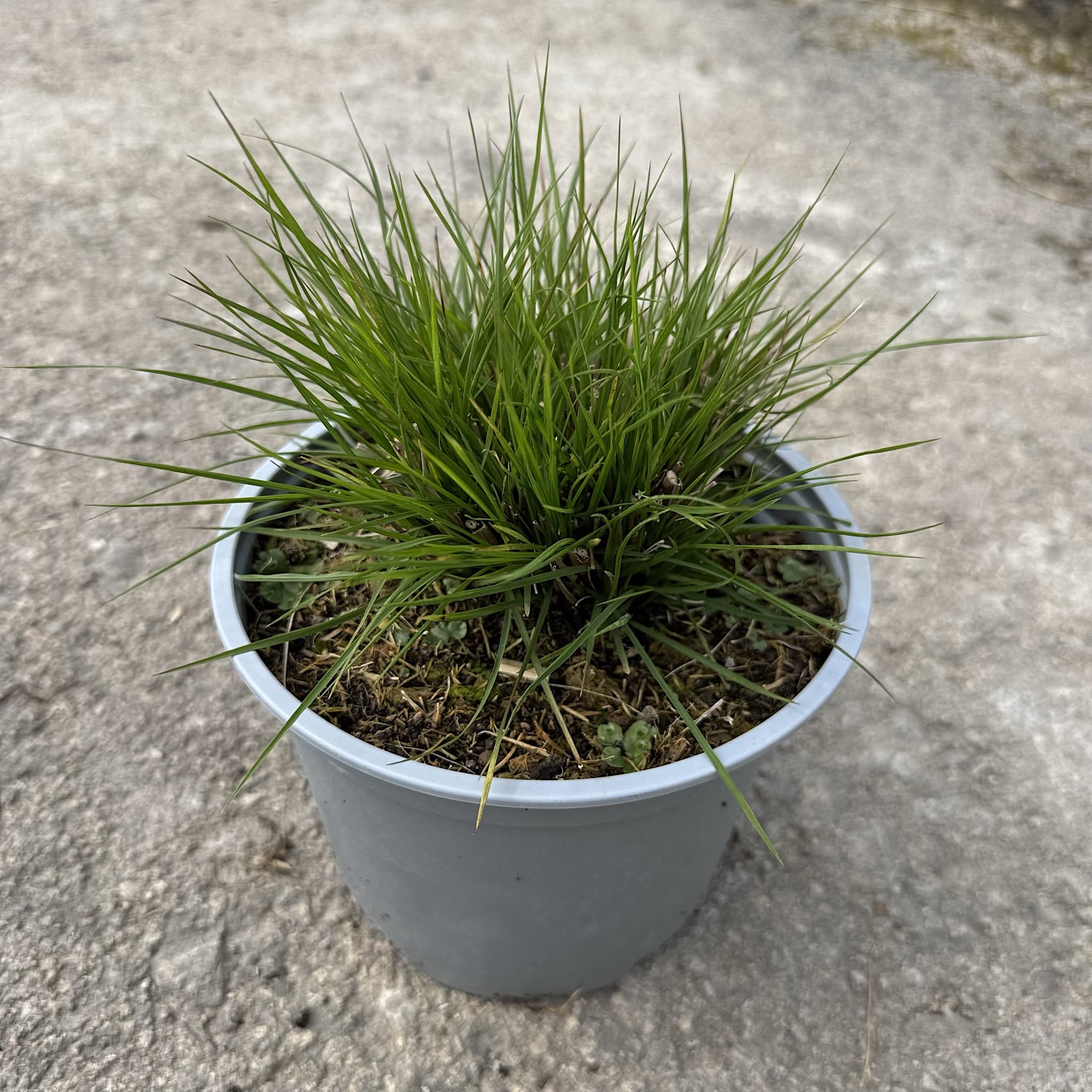 Pennisetum alop. 'Little Bunny'