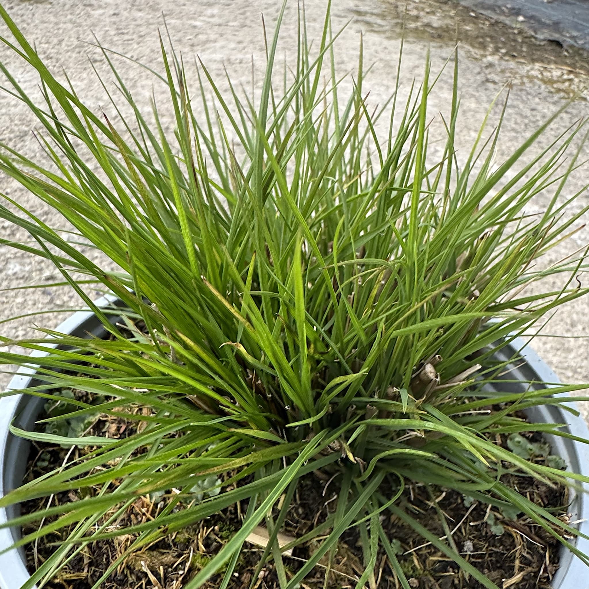 Pennisetum alop. 'Little Bunny'
