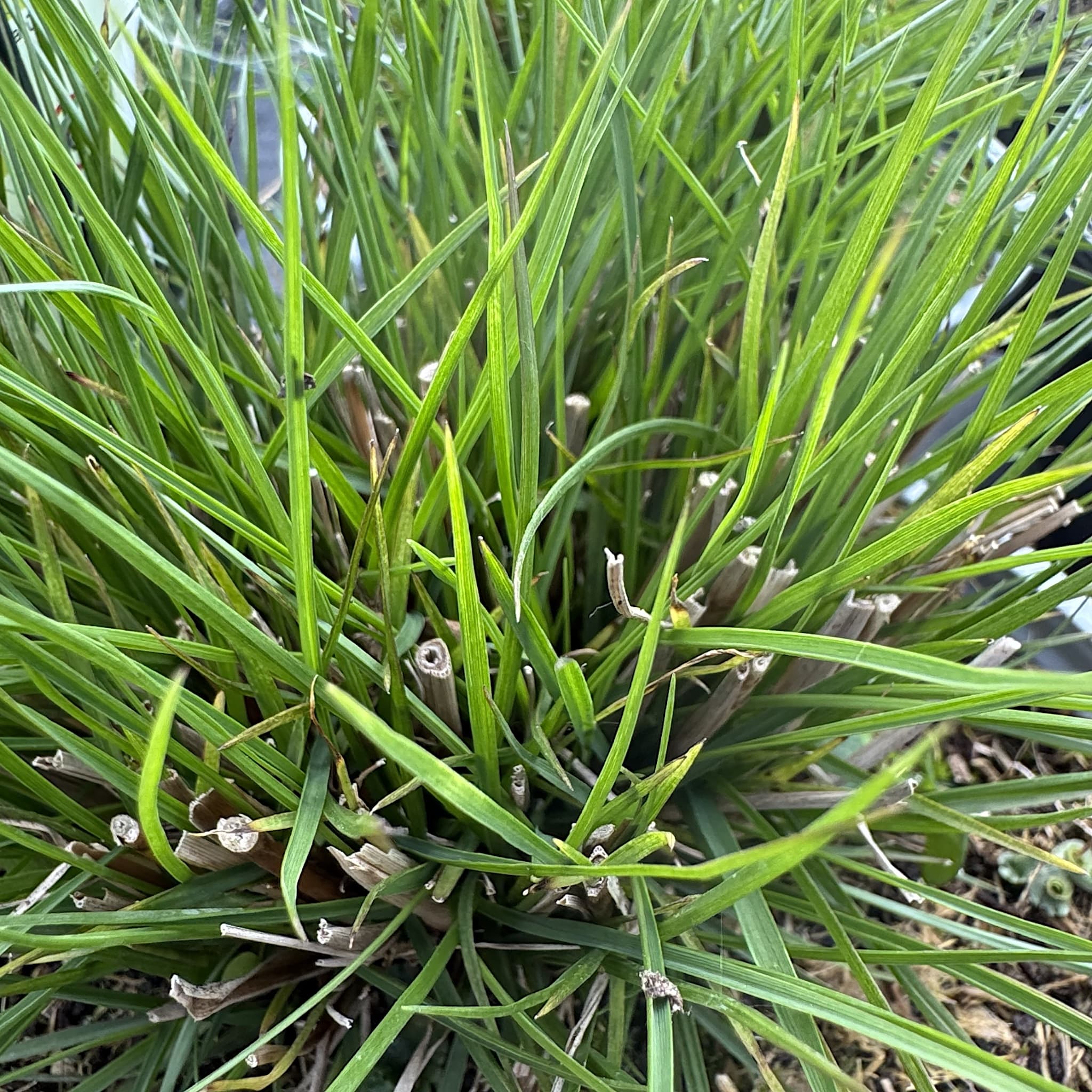 Pennisetum alop. 'Little Bunny'