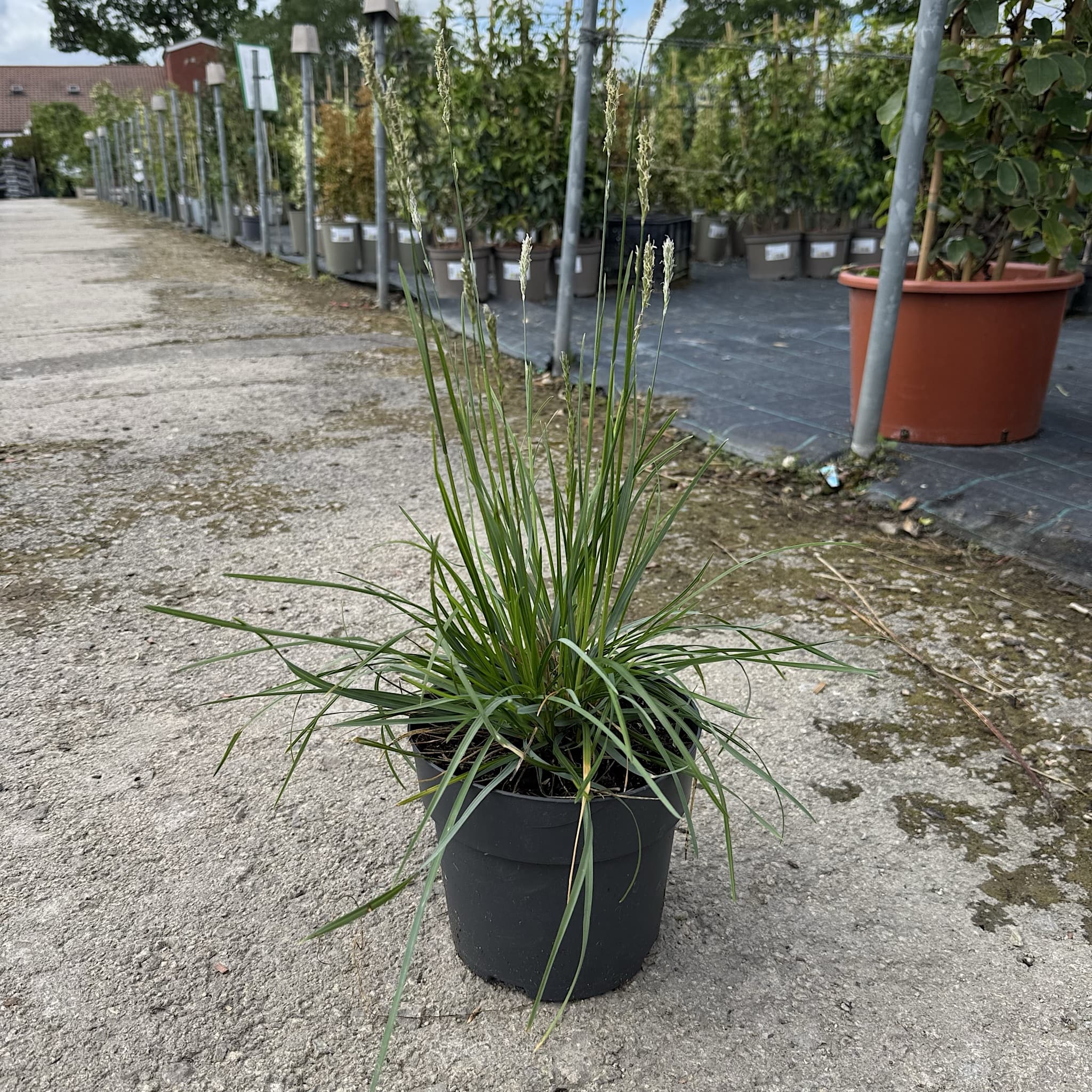 Sesleria autumnalis
