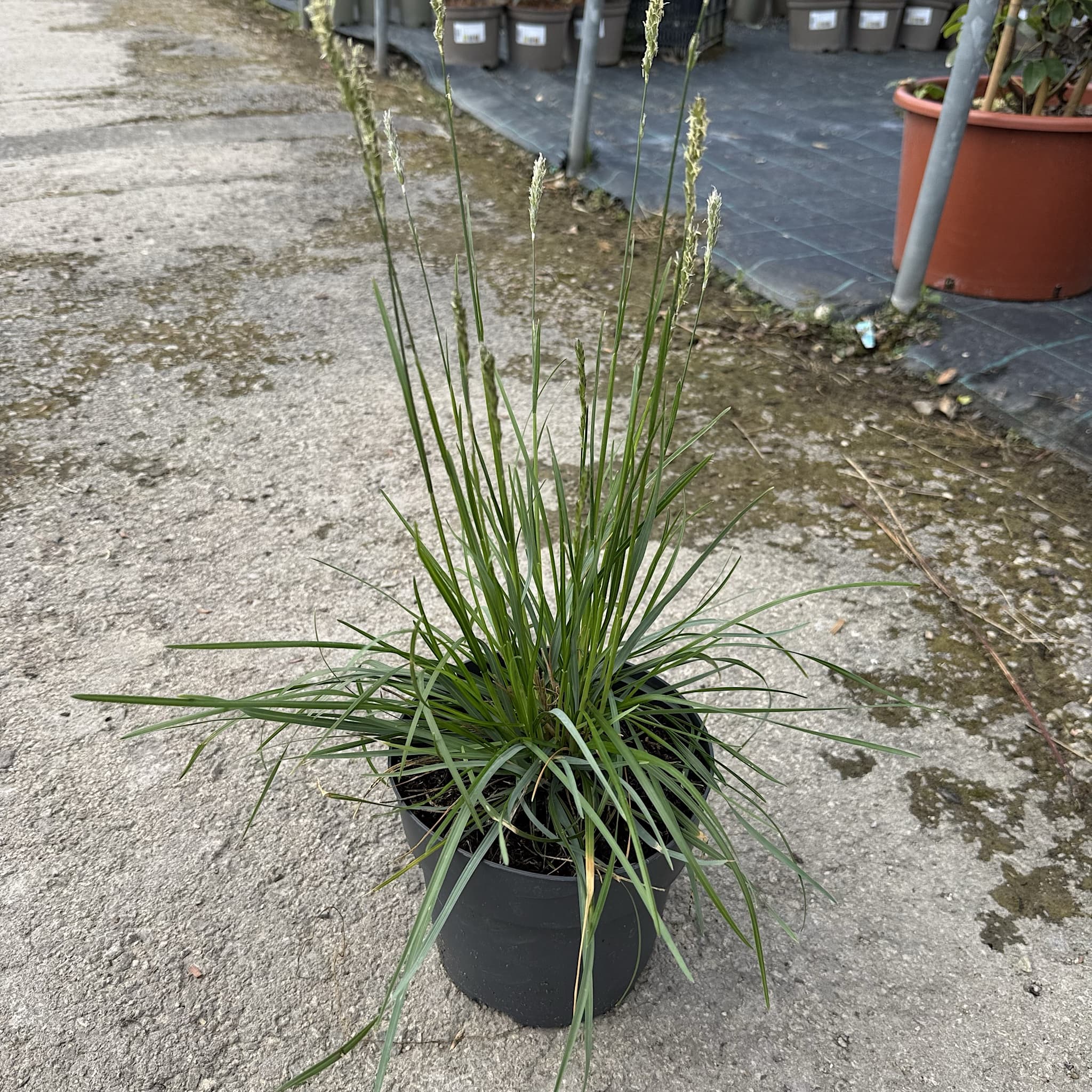 Sesleria autumnalis