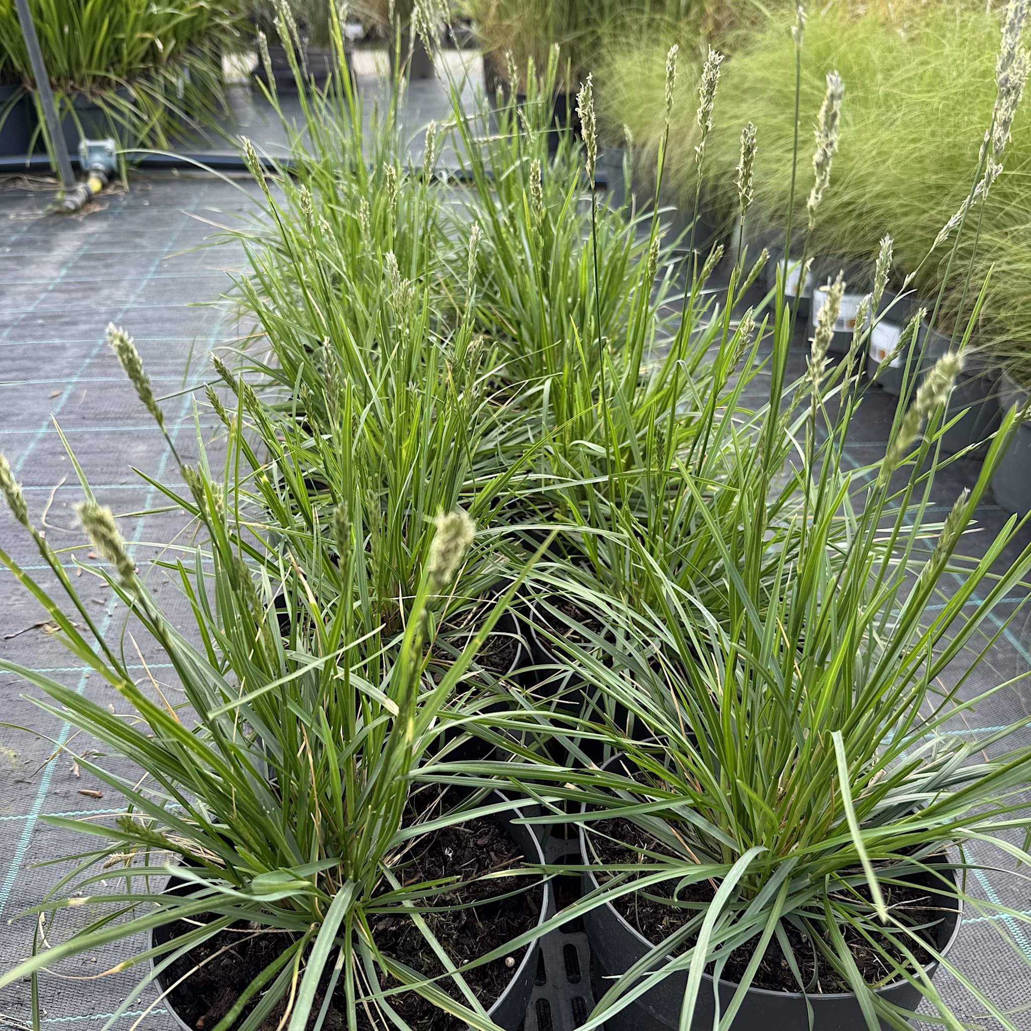 Sesleria autumnalis
