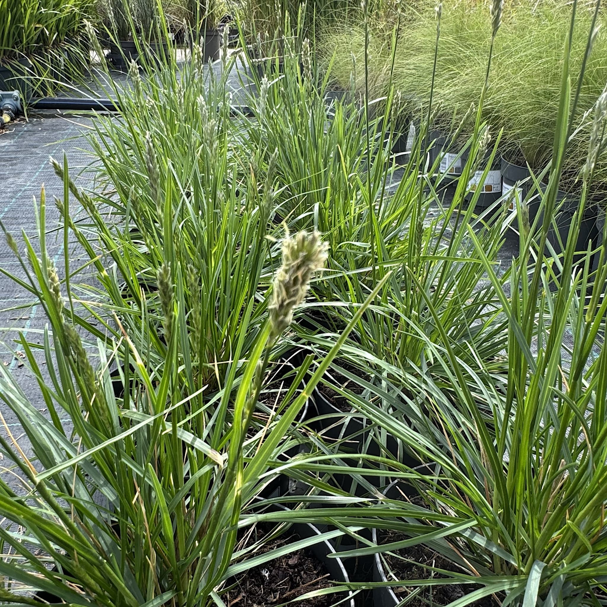 Sesleria autumnalis