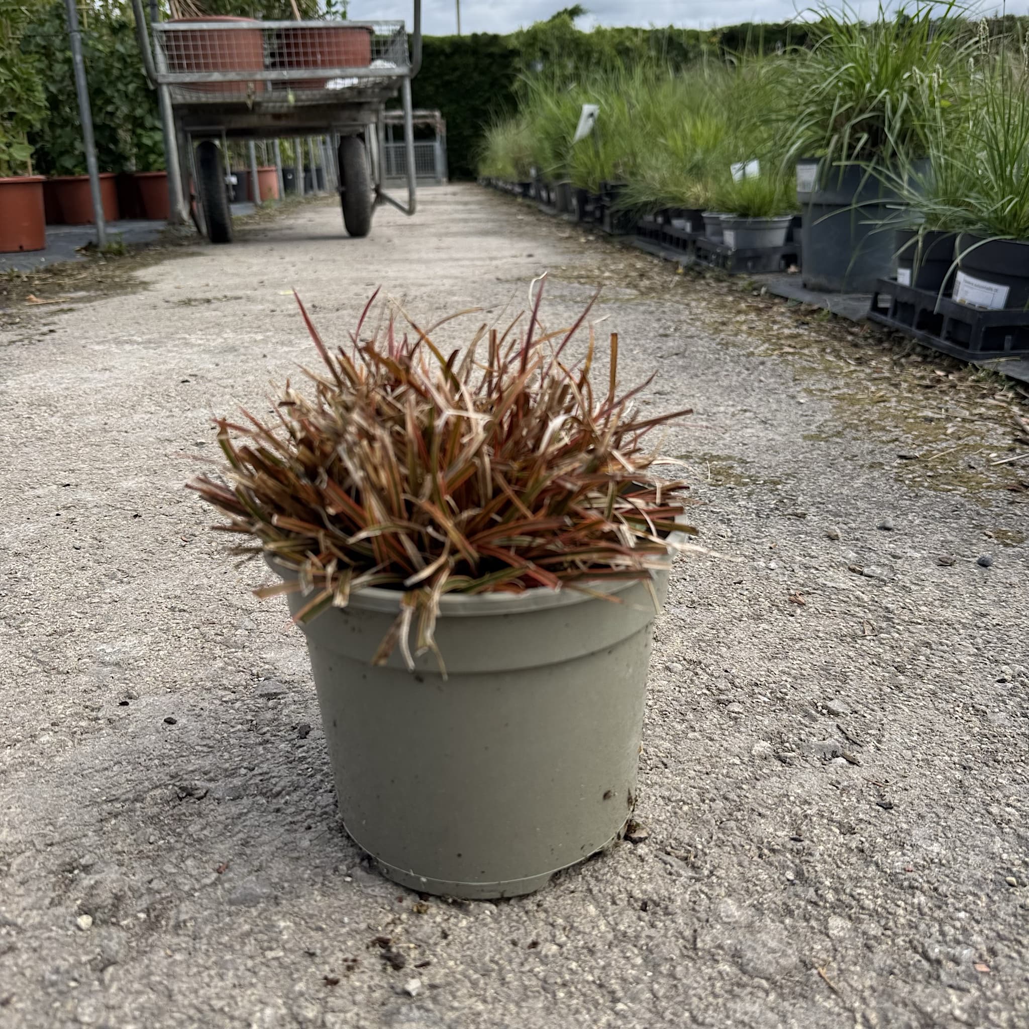 Uncinia rubra 'Everflame'