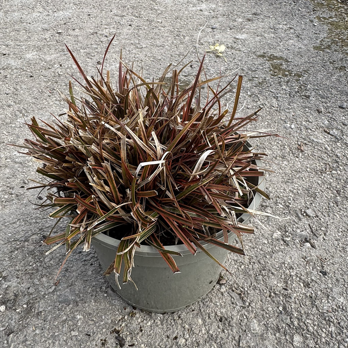 Uncinia rubra 'Everflame'