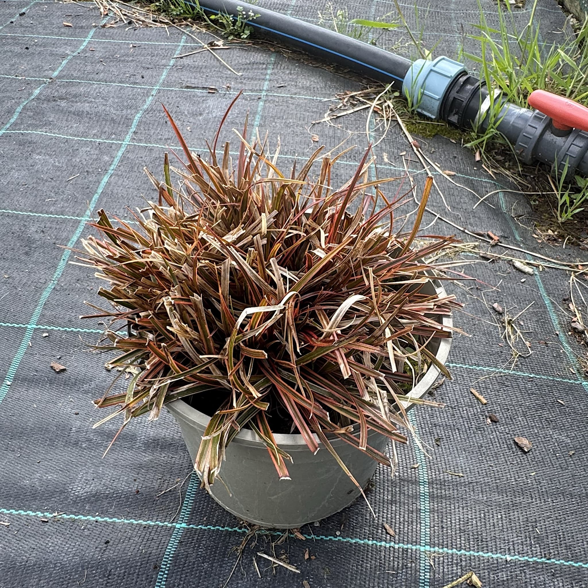 Uncinia rubra 'Everflame'
