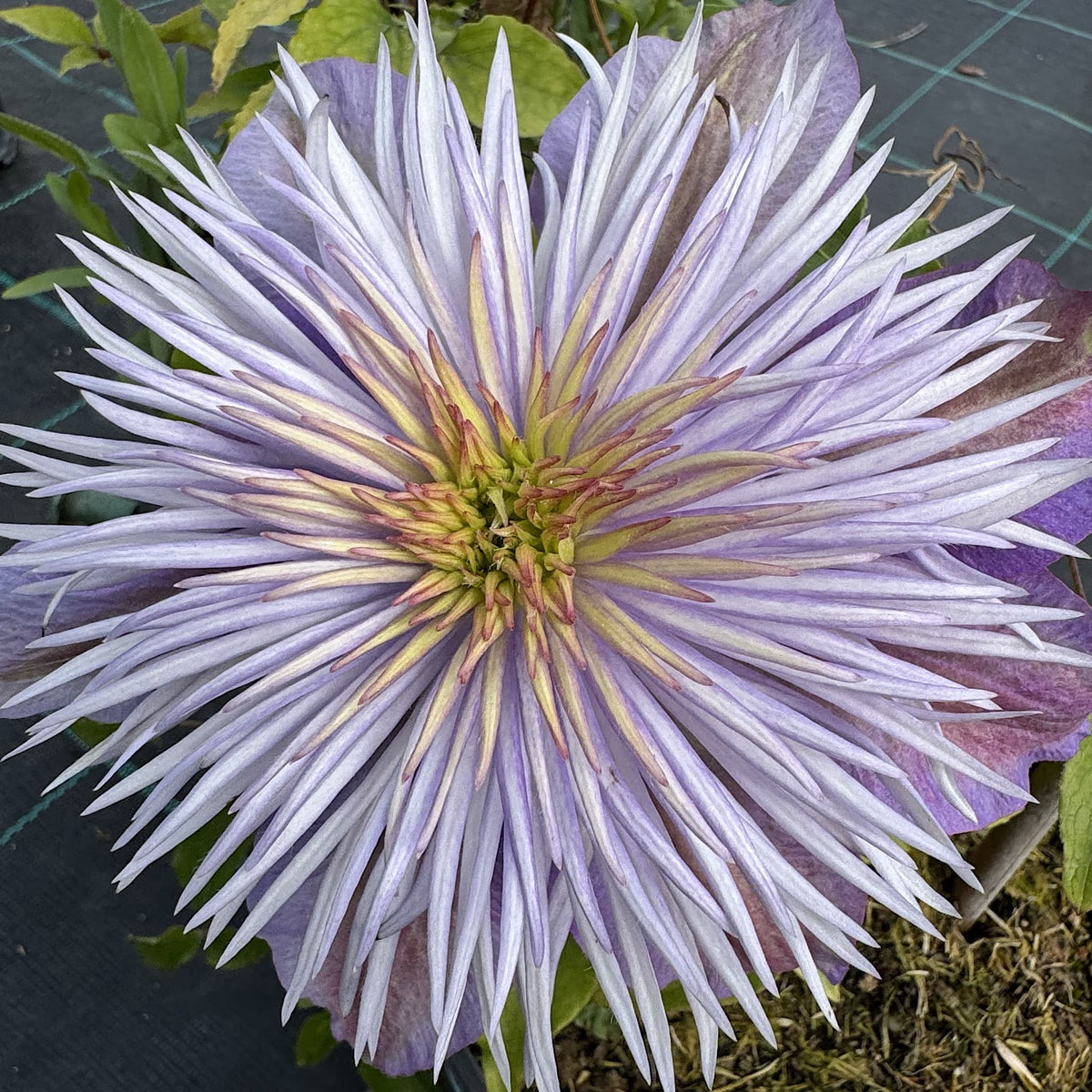 Clematis 'Crystal Fountain'