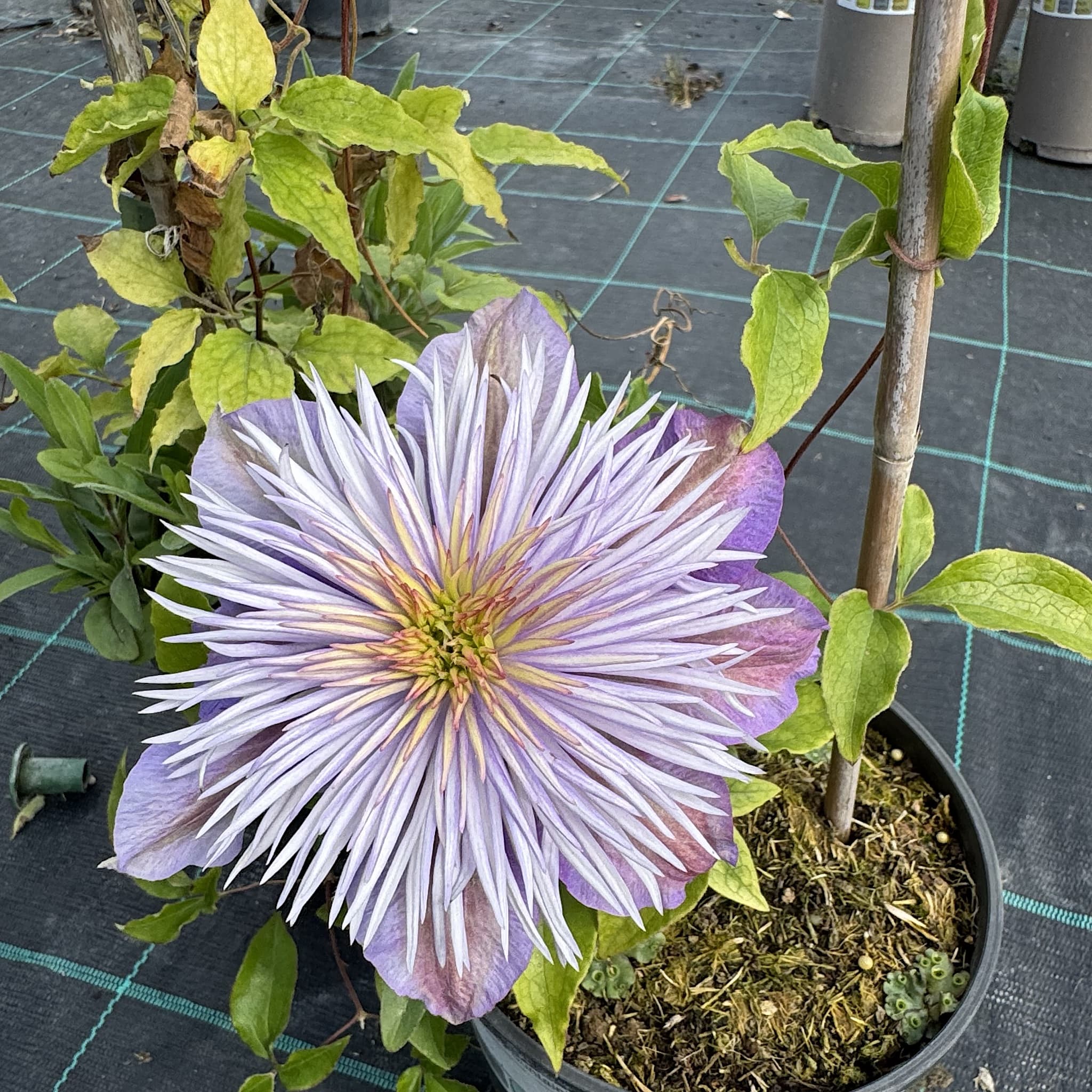 Clematis 'Crystal Fountain'
