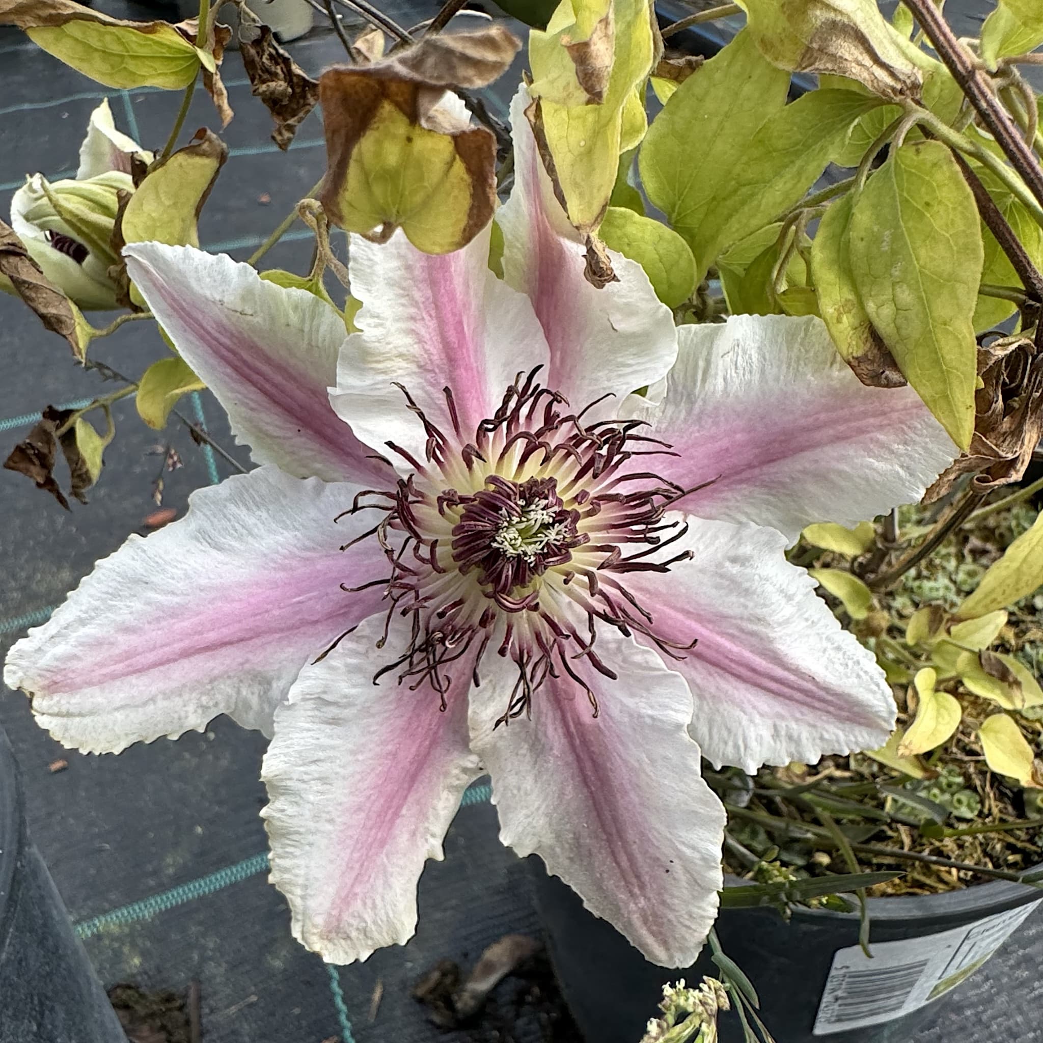 Clematis 'Countess of Wessex'