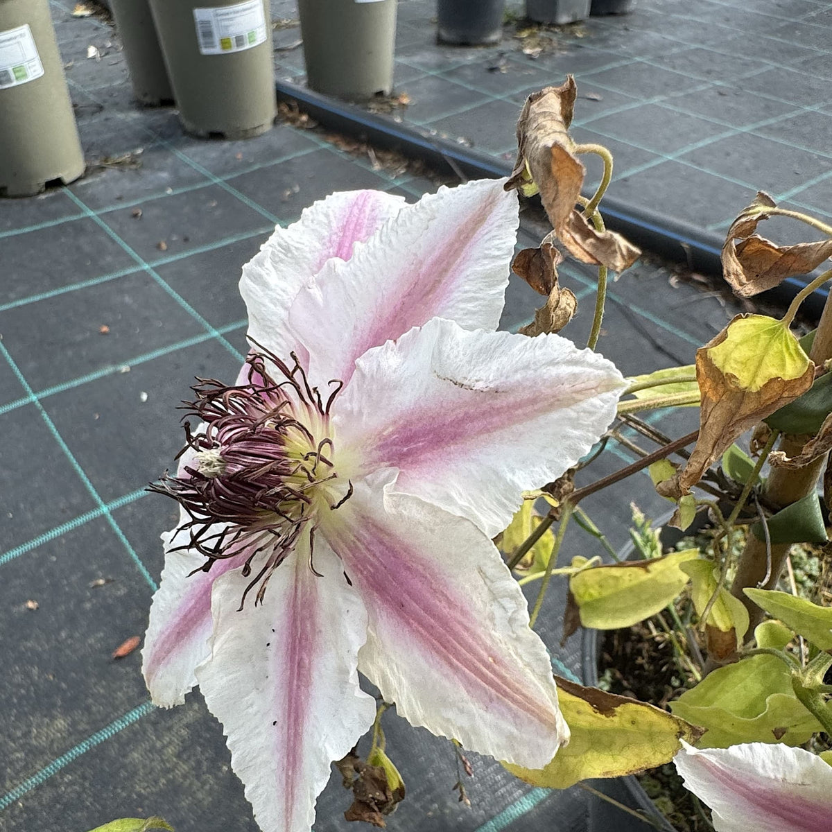 Clematis 'Countess of Wessex'