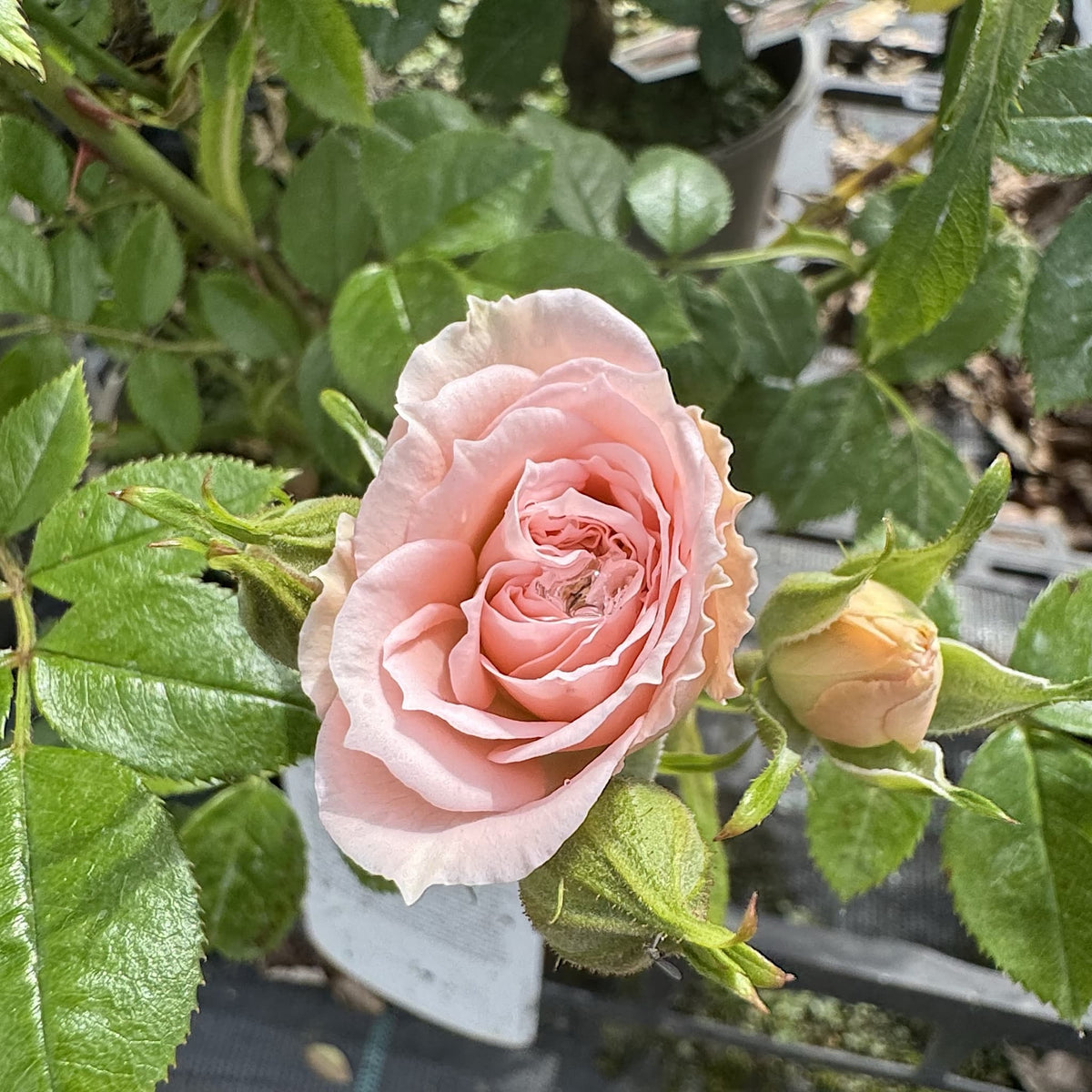 Rosa 'Special Friend'