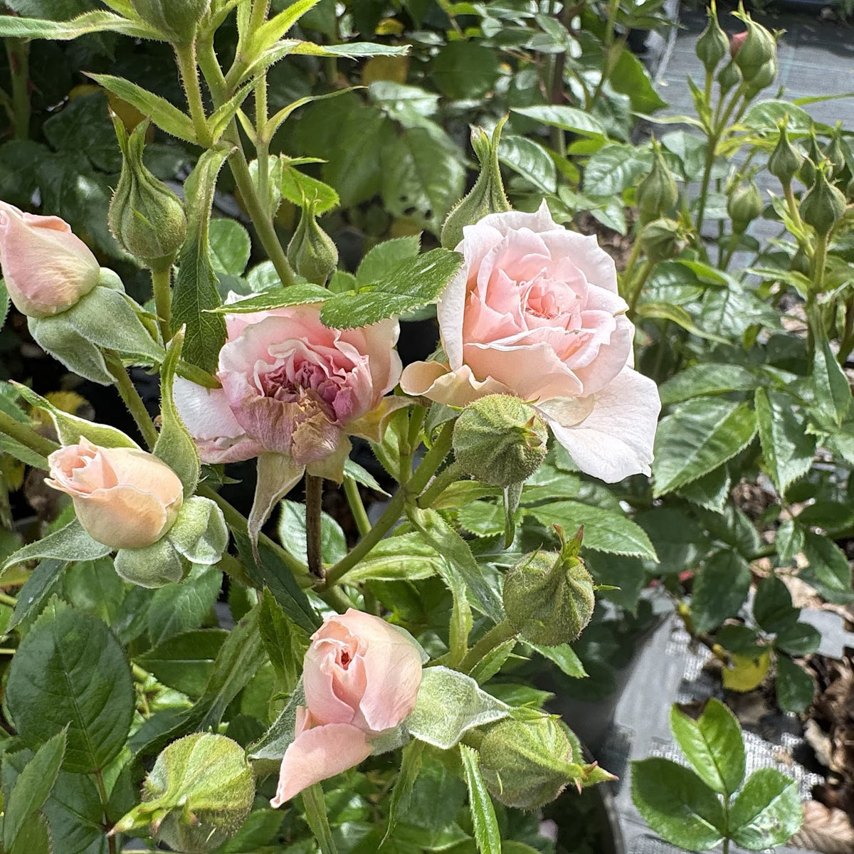 Rosa 'Special Friend'
