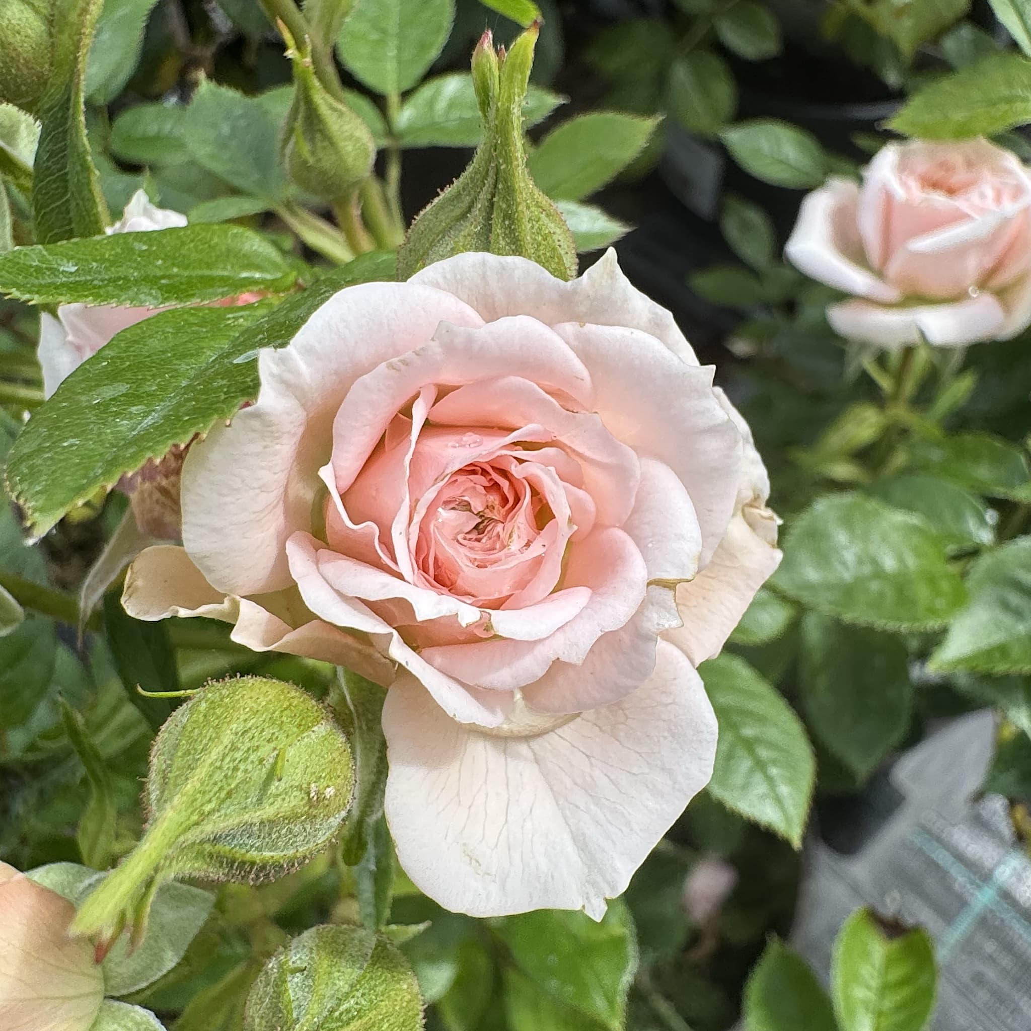 Rosa 'Special Friend'