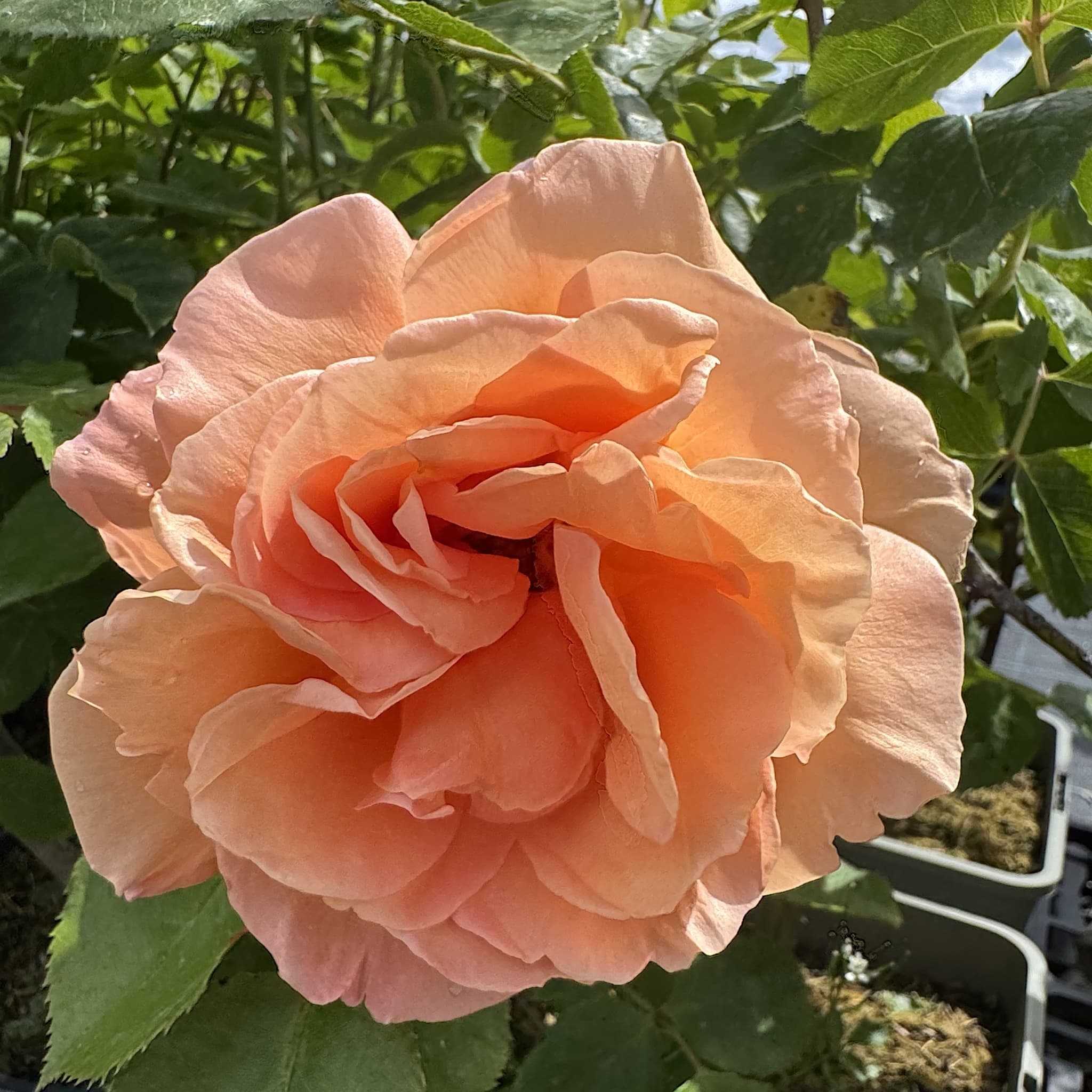 Rosa 'Schoolgirl'