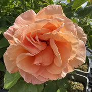 Rosa 'Schoolgirl'