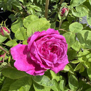 Rosa 'Reine des Violettes'