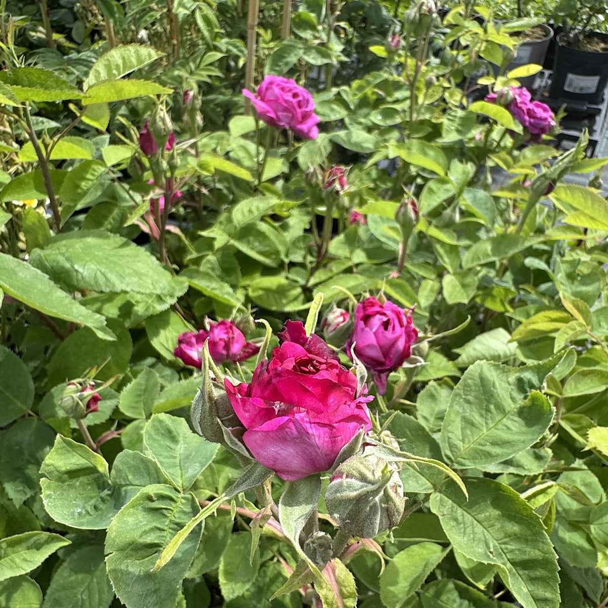 Rosa 'Reine des Violettes'