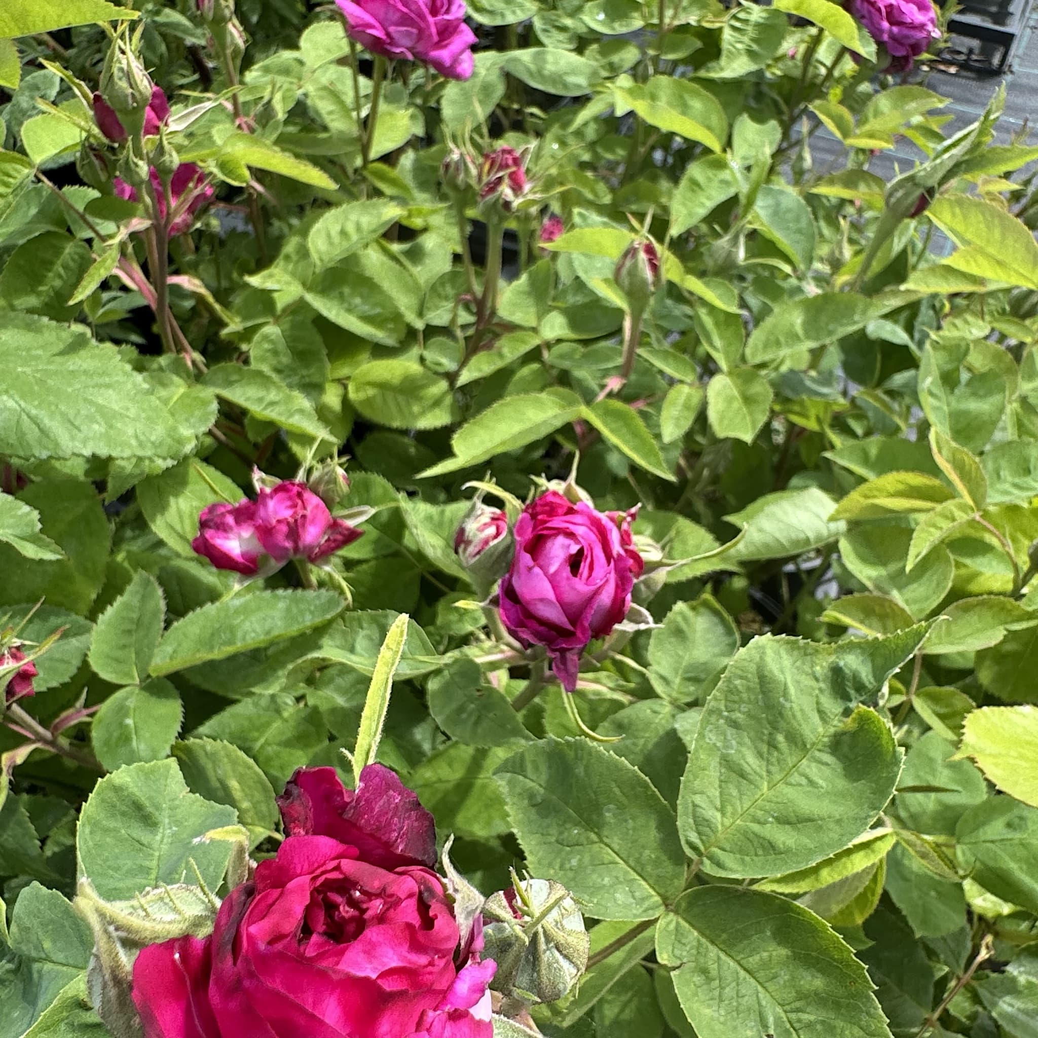 Rosa 'Reine des Violettes'