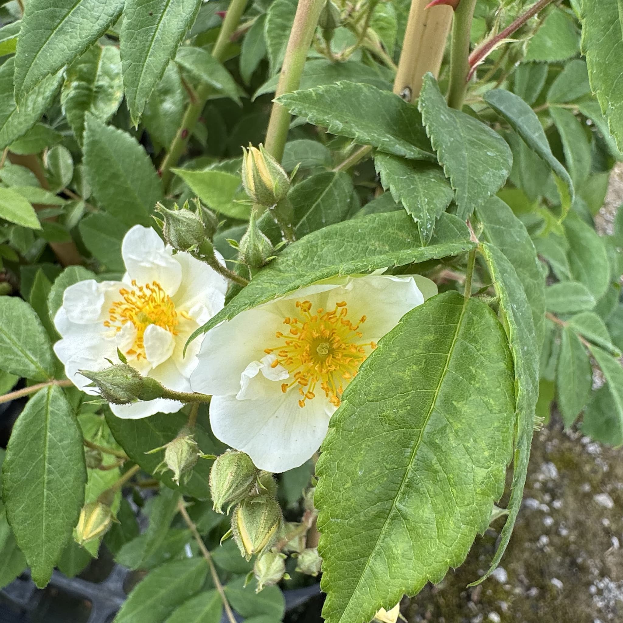 Rosa 'Rambling Rector'