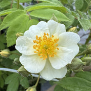 Rosa 'Rambling Rector'