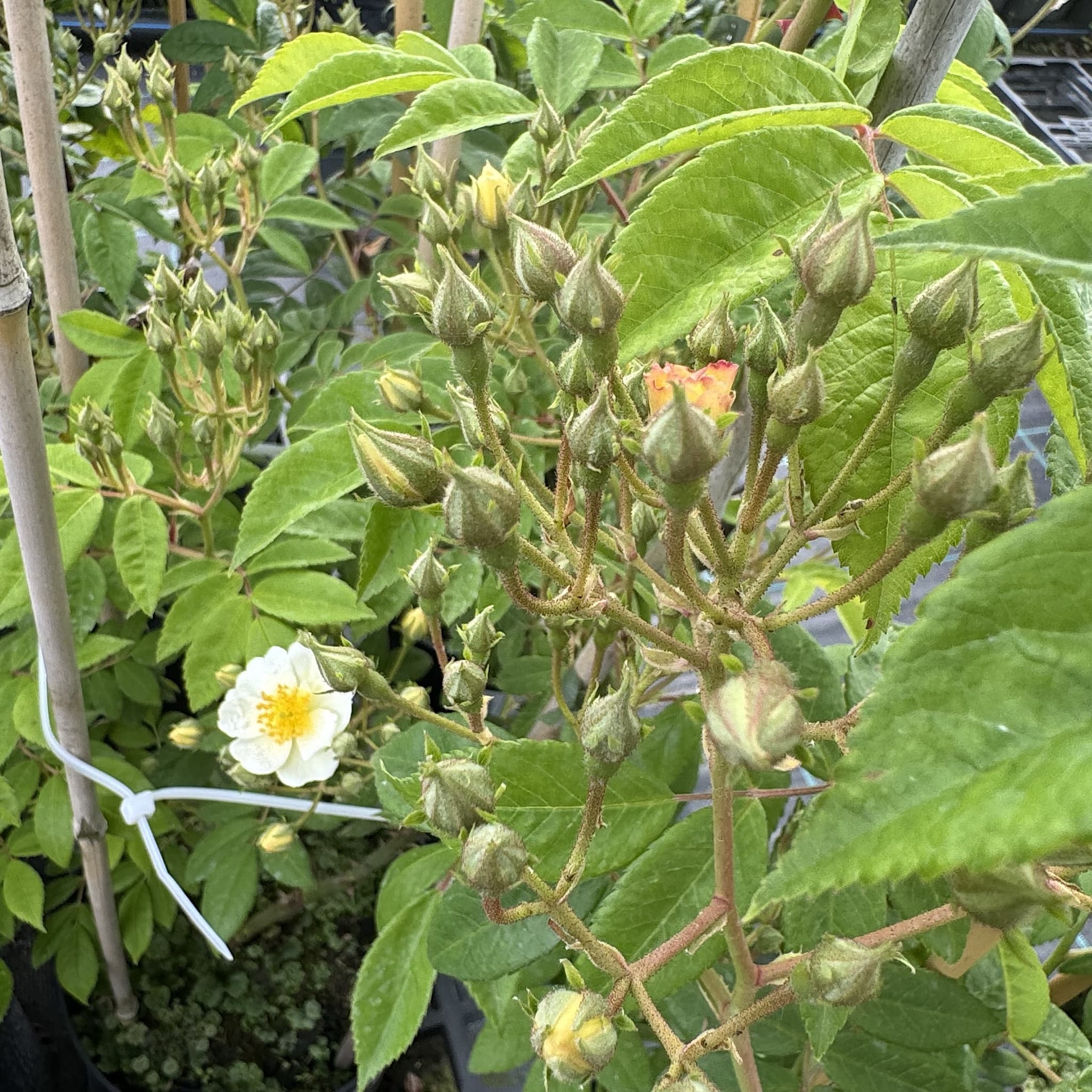 Rosa 'Rambling Rector'
