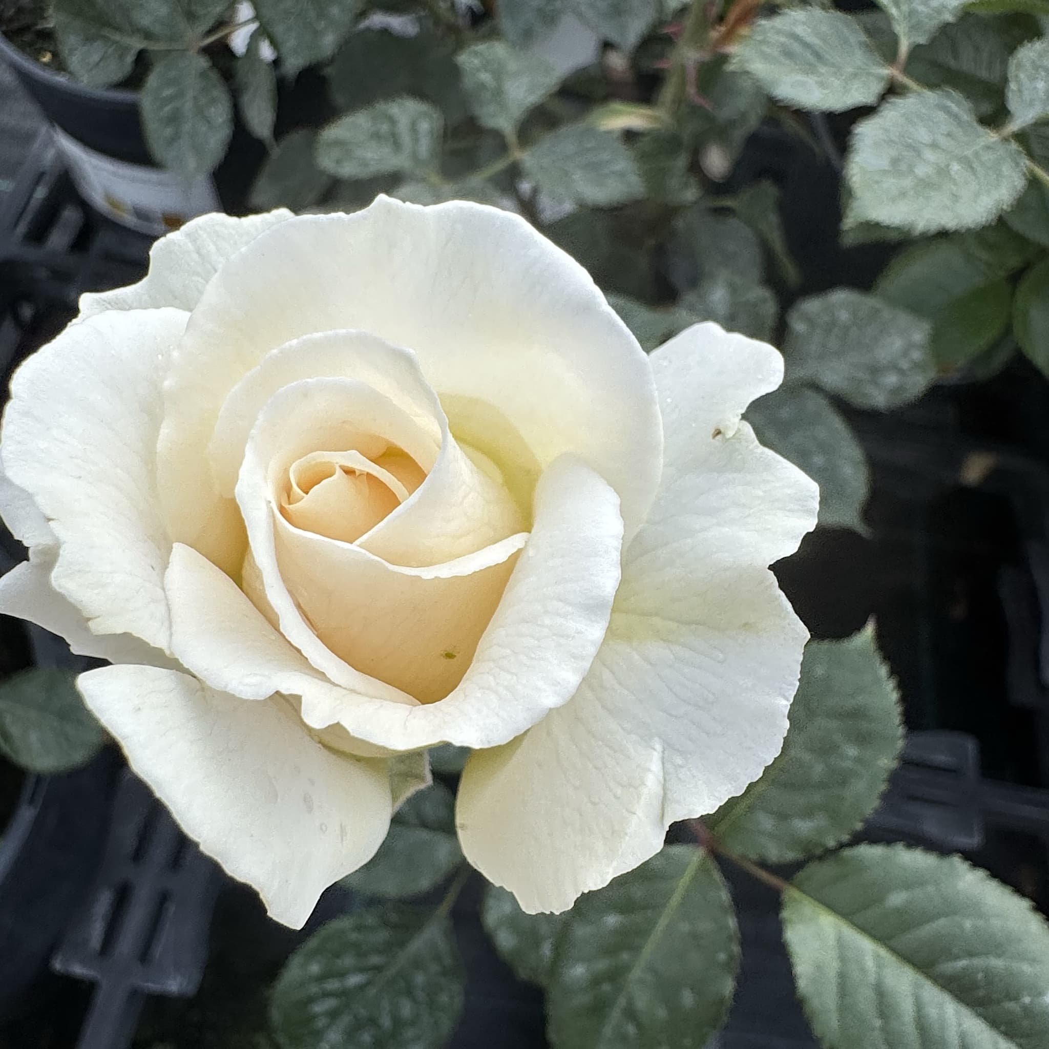 Rosa 'Margaret Merril'