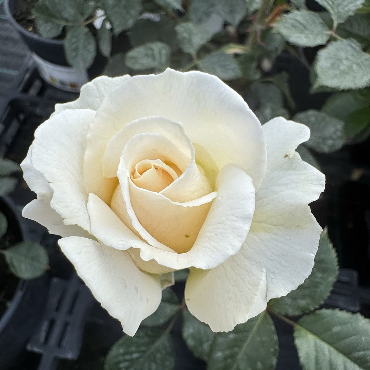Rosa 'Margaret Merril'