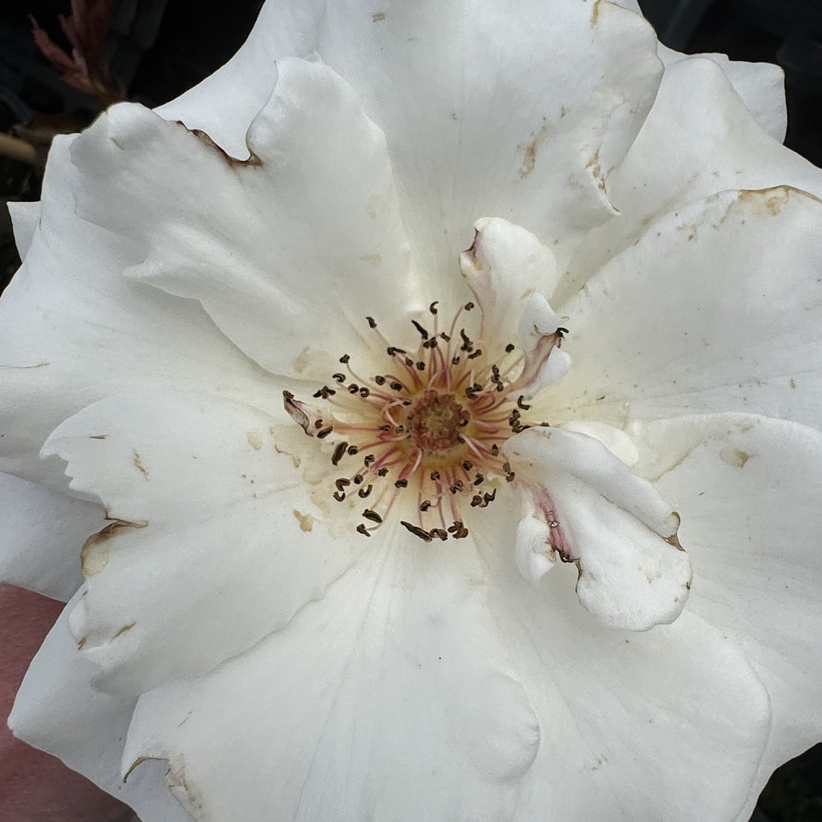Rosa 'Margaret Merril'