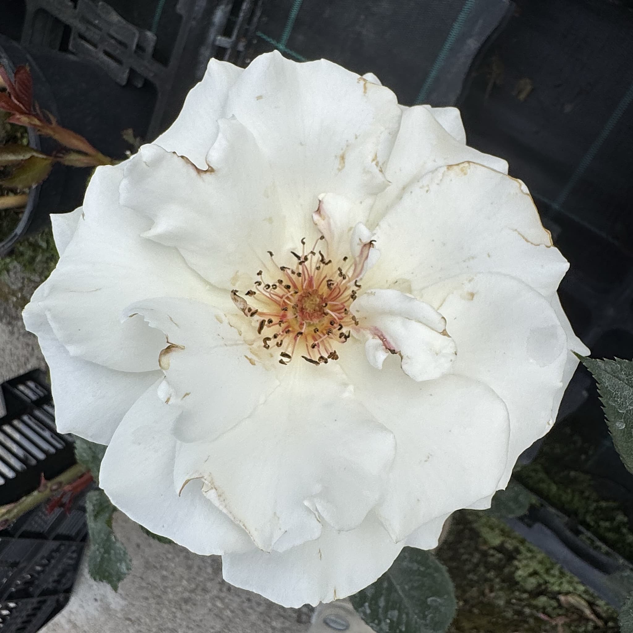 Rosa 'Margaret Merril'