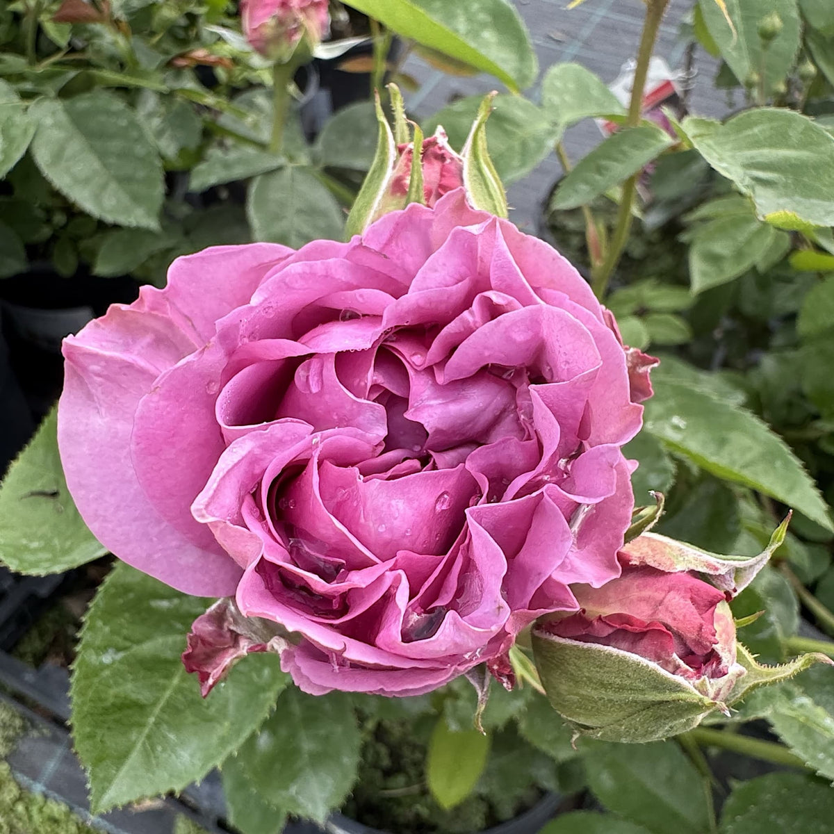 Rosa 'Lavender Ice'