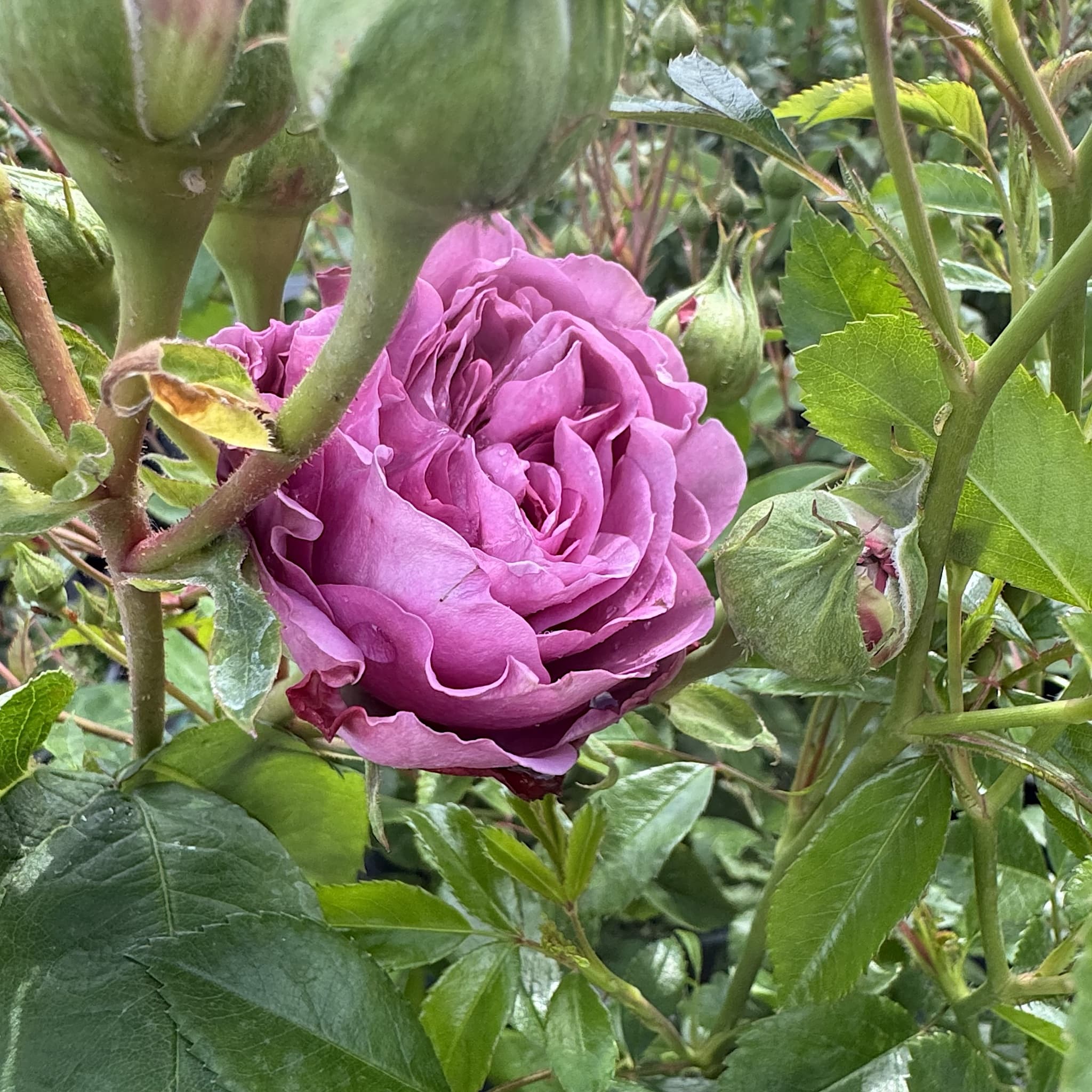 Rosa 'Lavender Ice'