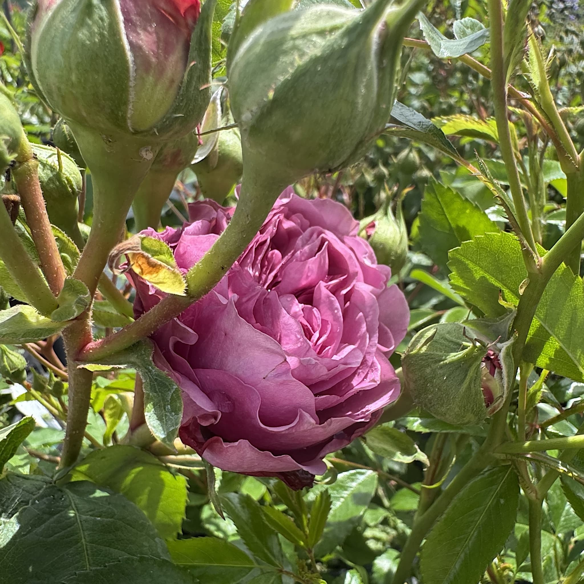 Rosa 'Lavender Ice'