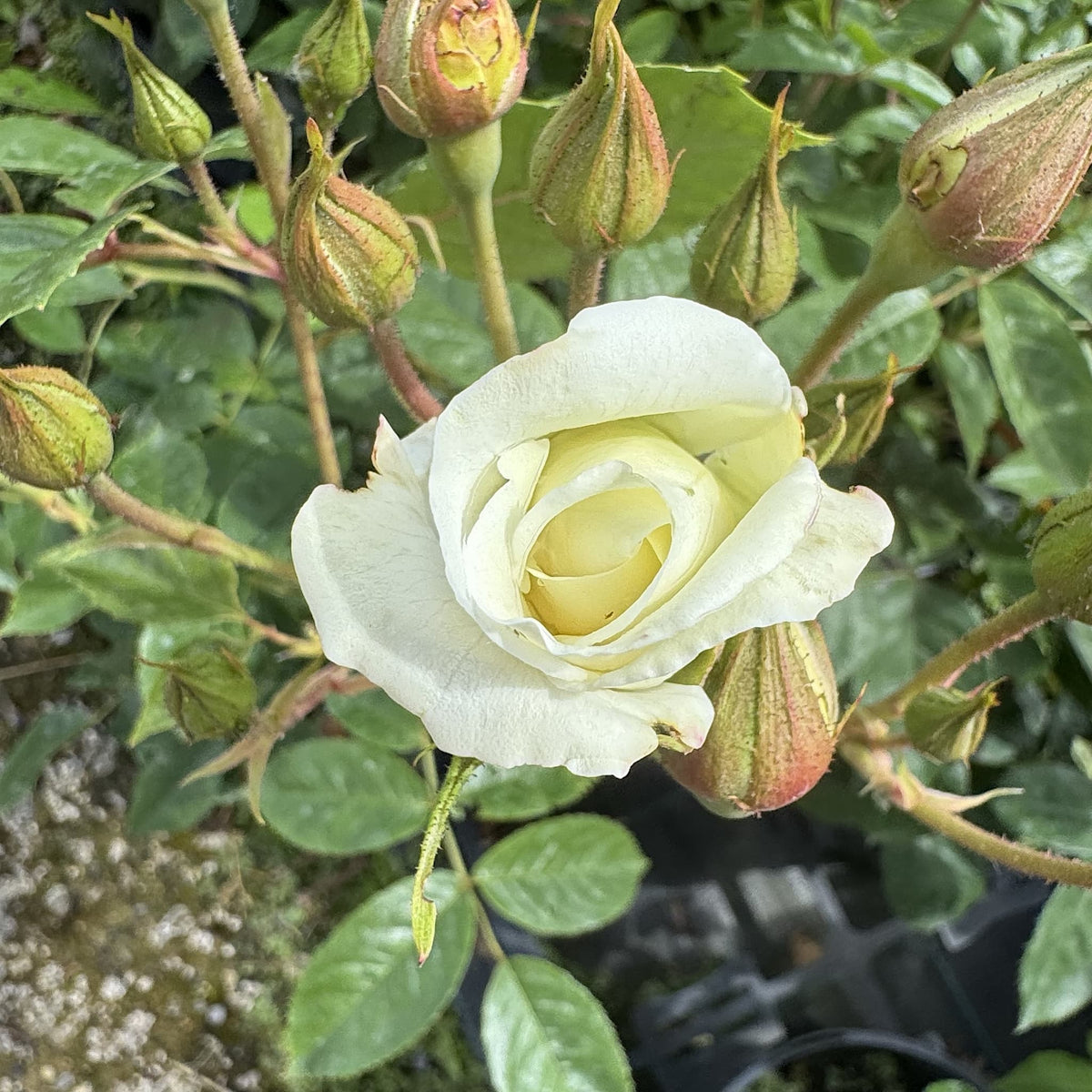 Rosa 'Iceberg'