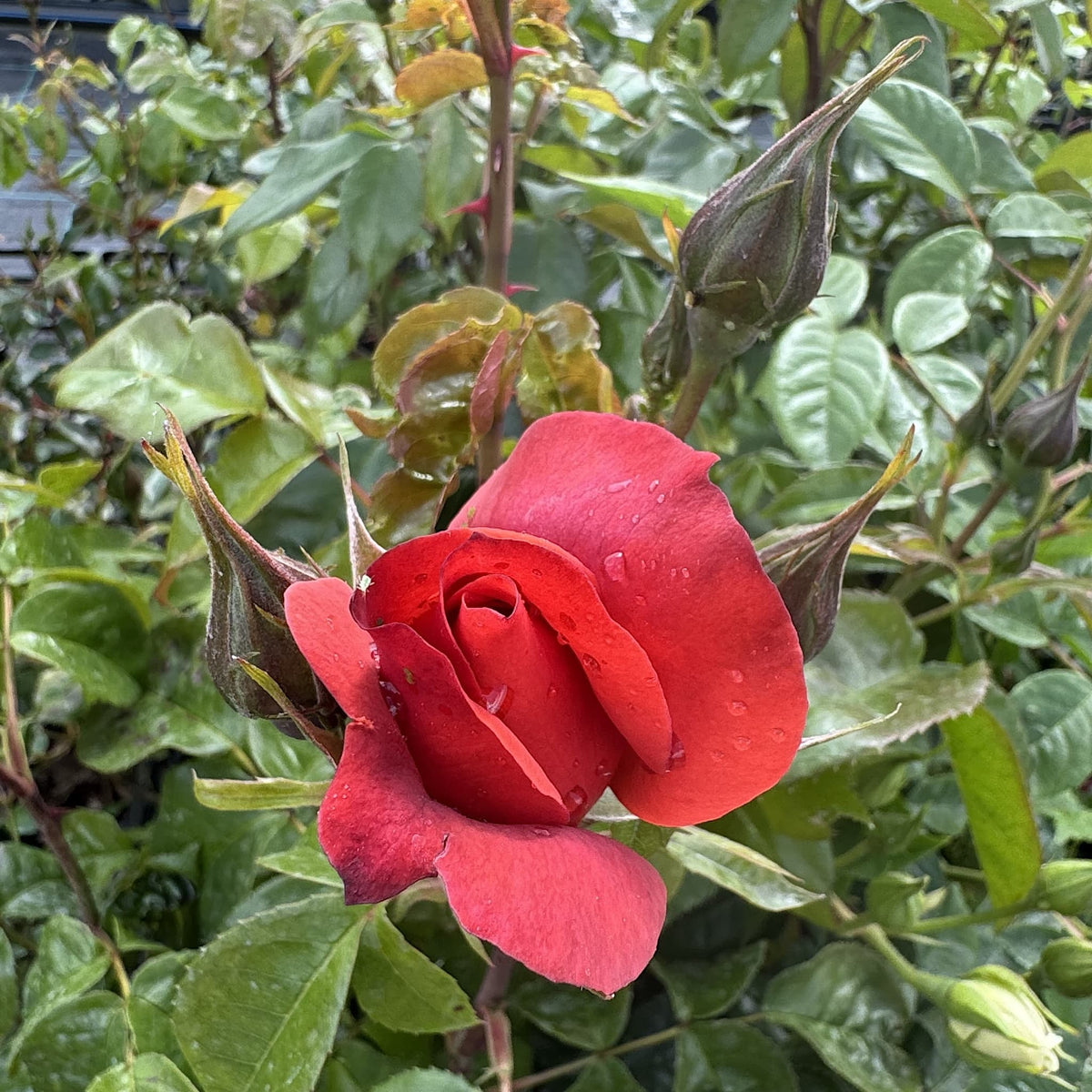 Rosa 'Hot Chocolate'