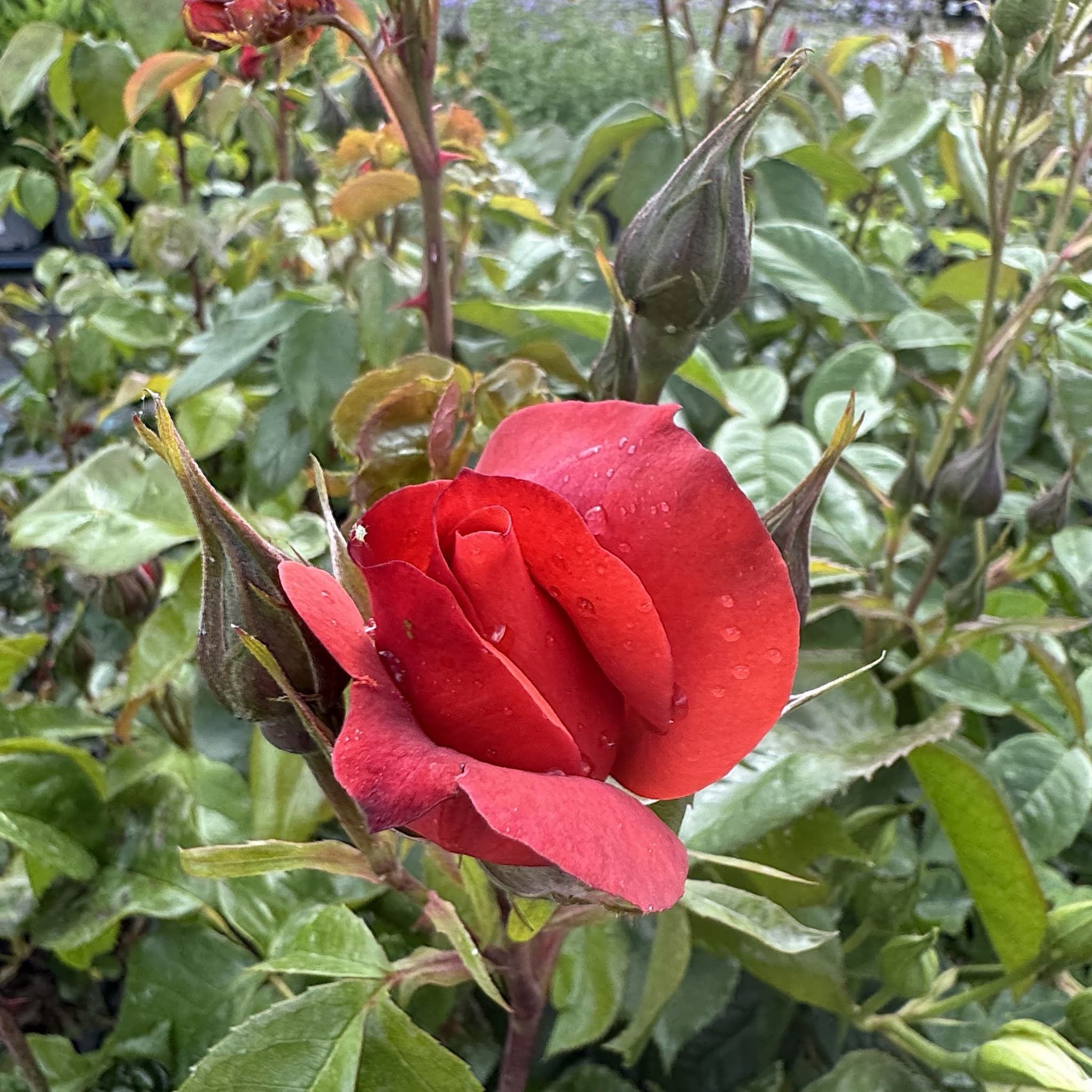 Rosa 'Hot Chocolate'