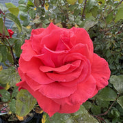 Rosa ‘Fragrant Cloud’