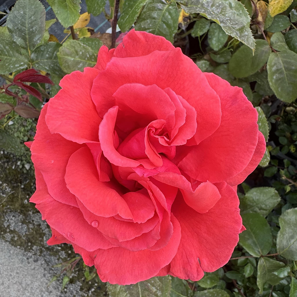 Rosa ‘Fragrant Cloud’