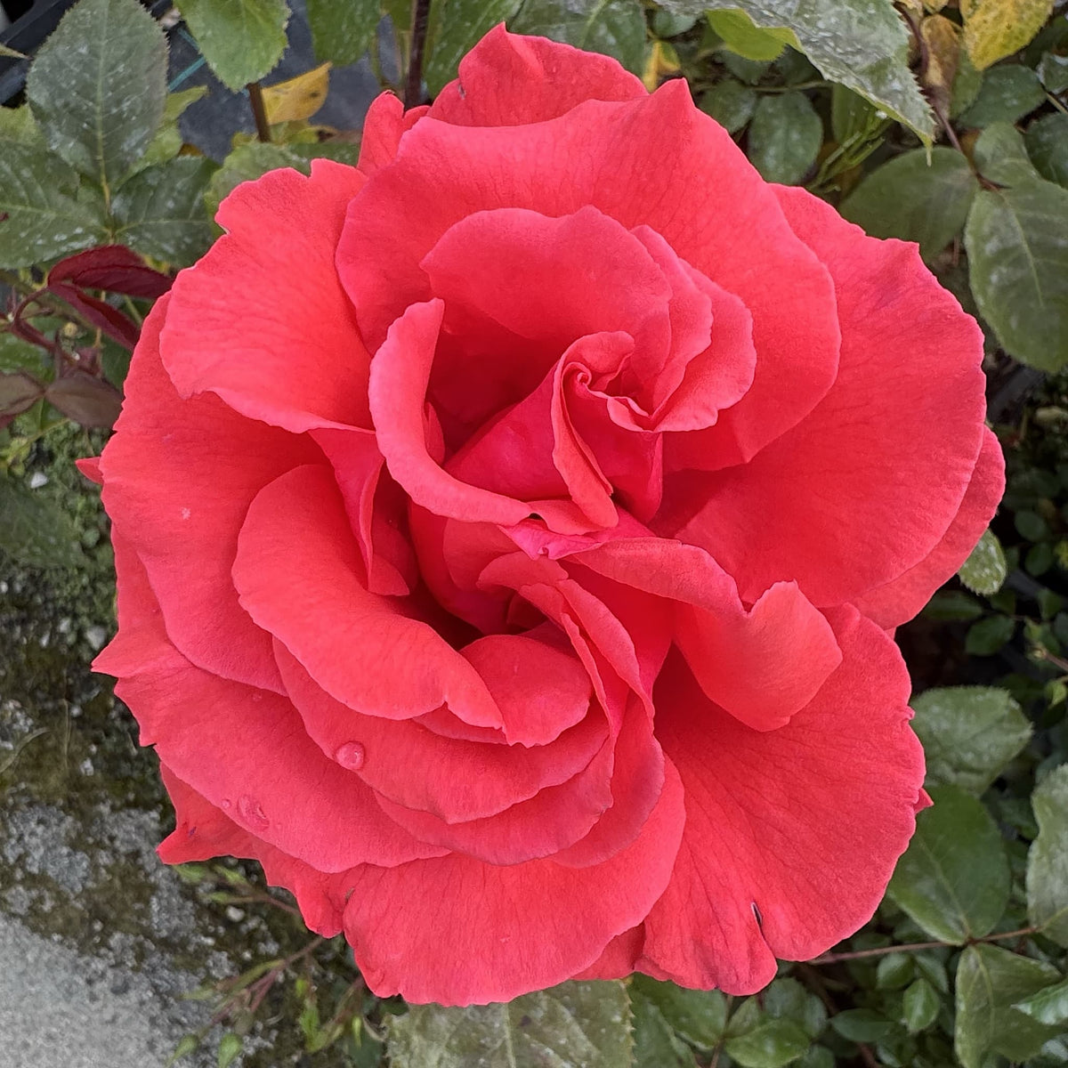Rosa ‘Fragrant Cloud’